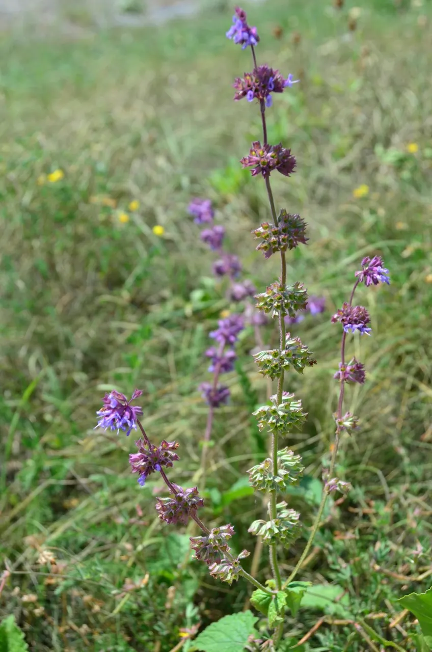Whorled Sage (Salvia Verticillata) — the Lilac Sage is a notably carefree addition to any garden setting; perennial with blue and violet blooms