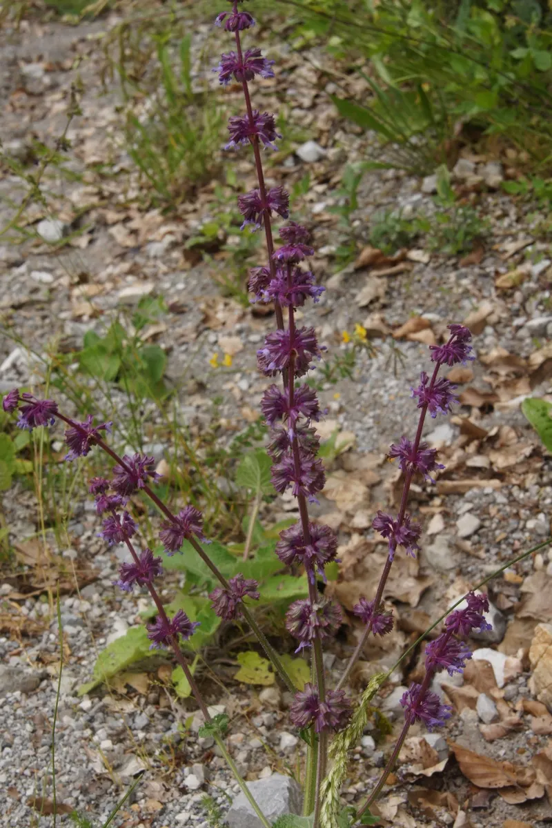 Whorled Sage (Salvia Verticillata) — It prefers full sun to part shade, flourishing in well-drained soil; lilac Sage (Salvia verticillata) is a, image 57