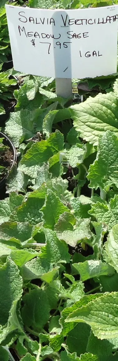 Whorled Sage (Salvia Verticillata) — a weekly watering episode suffices