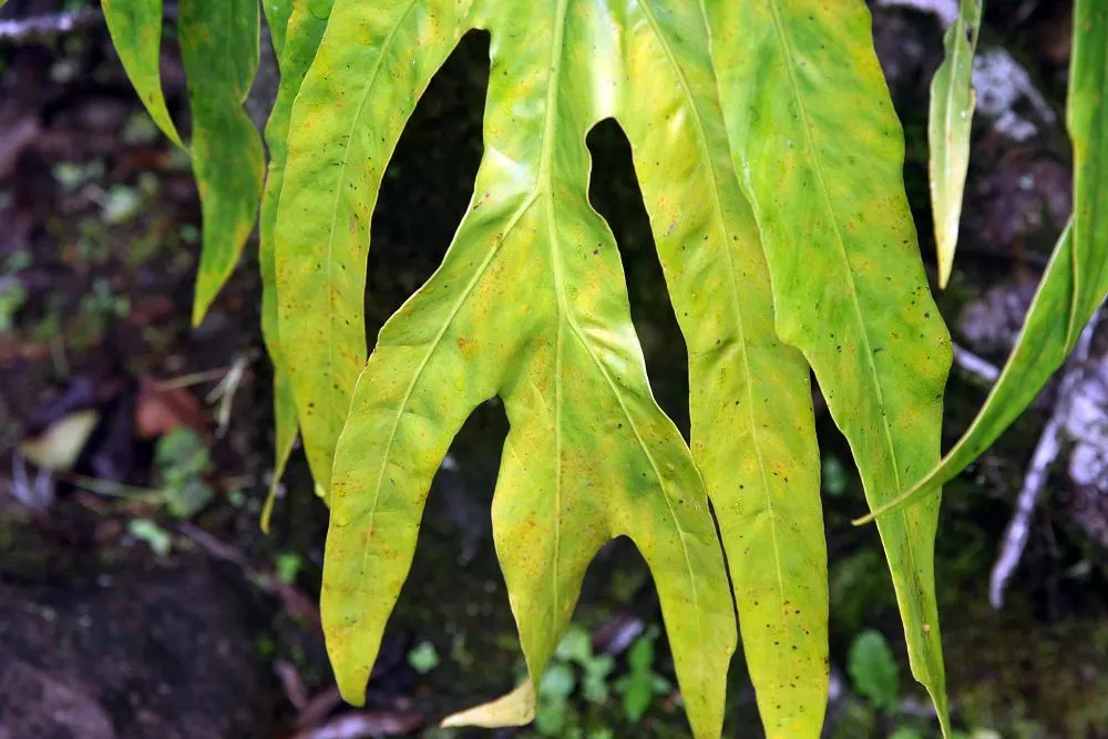 Split Leaf Or Selloum Philodendron (Philodendron Bipinnatifidum) — Typically, it spans 5-6 feet in width and 3-4 feet in height, contributing a, image 28