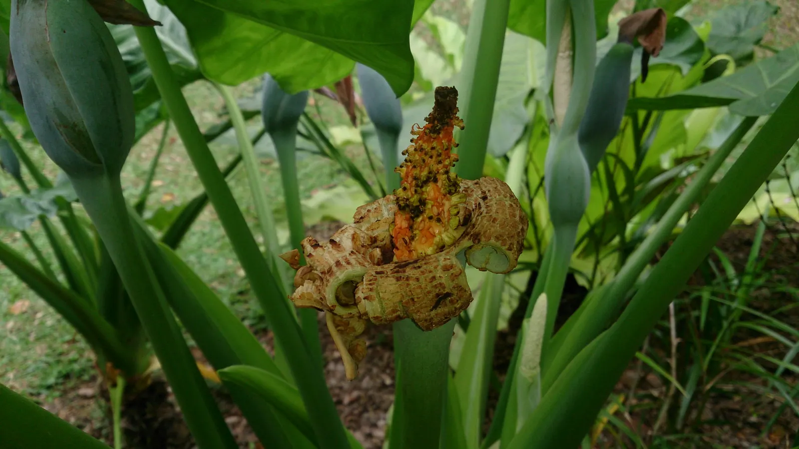 Split Leaf Or Selloum Philodendron (Philodendron Bipinnatifidum) — careful consideration is needed if pets or children frequent the garden; shrub for full or