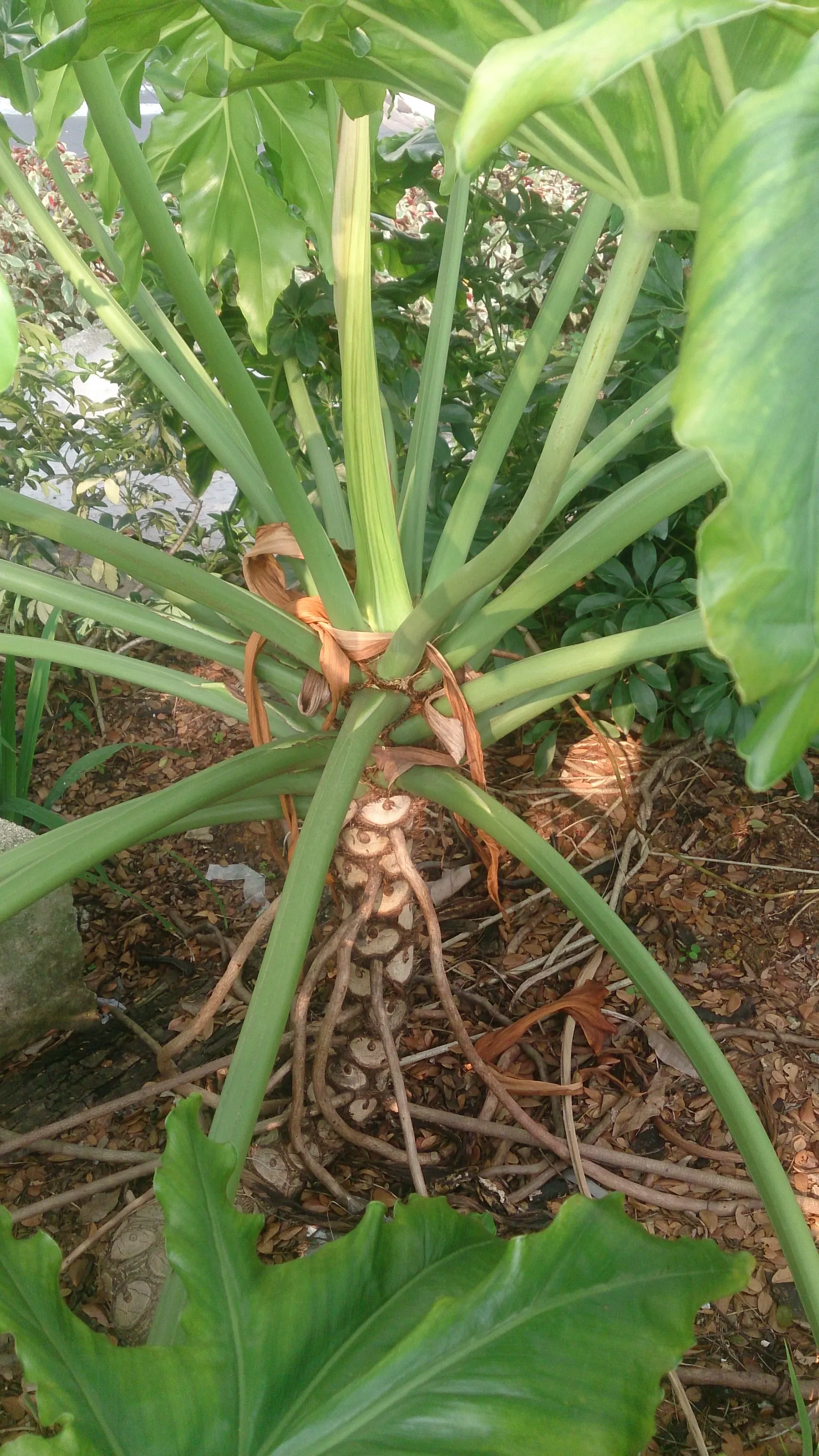 Split Leaf Or Selloum Philodendron (Philodendron Bipinnatifidum) — scientifically known as Philodendron bipinnatifidum