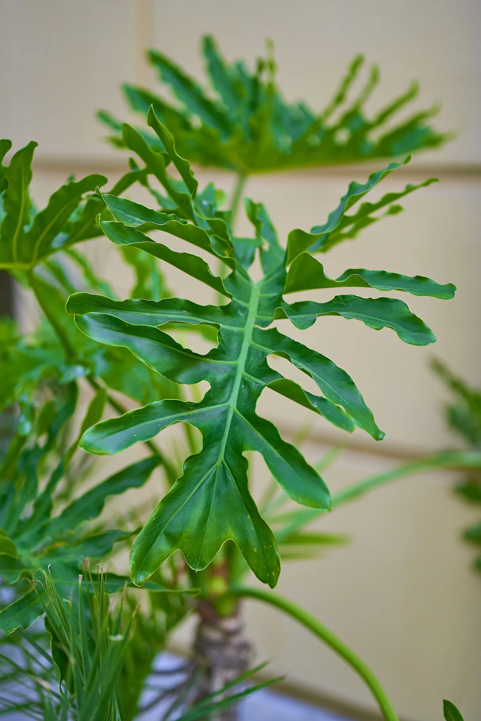 Split Leaf Or Selloum Philodendron (Philodendron Bipinnatifidum) — shrub for full or half or shade