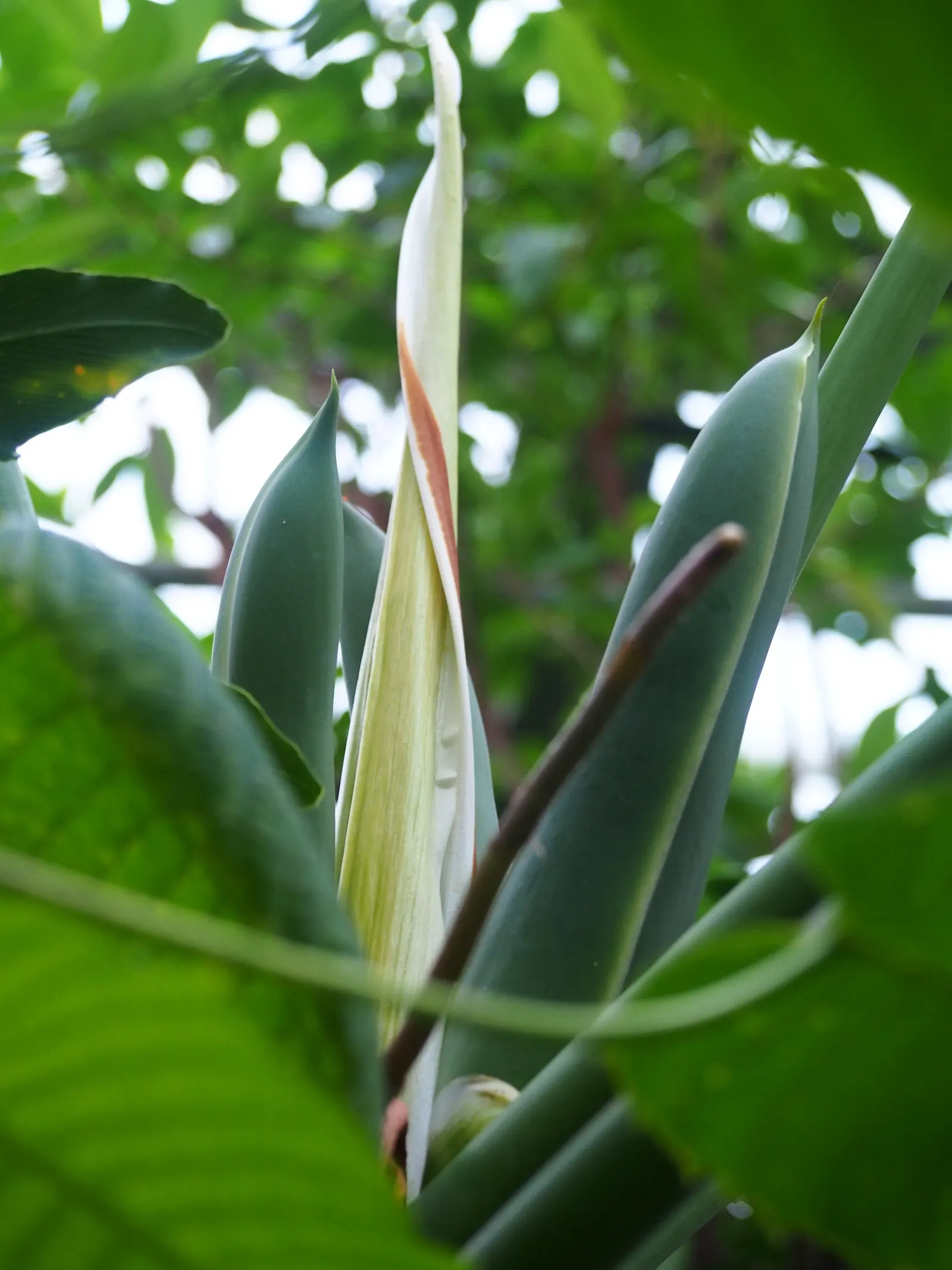 Split Leaf Or Selloum Philodendron (Philodendron Bipinnatifidum) — with deep lobes and a glossy surface; dark green leaves with deep lobes that can, image 83