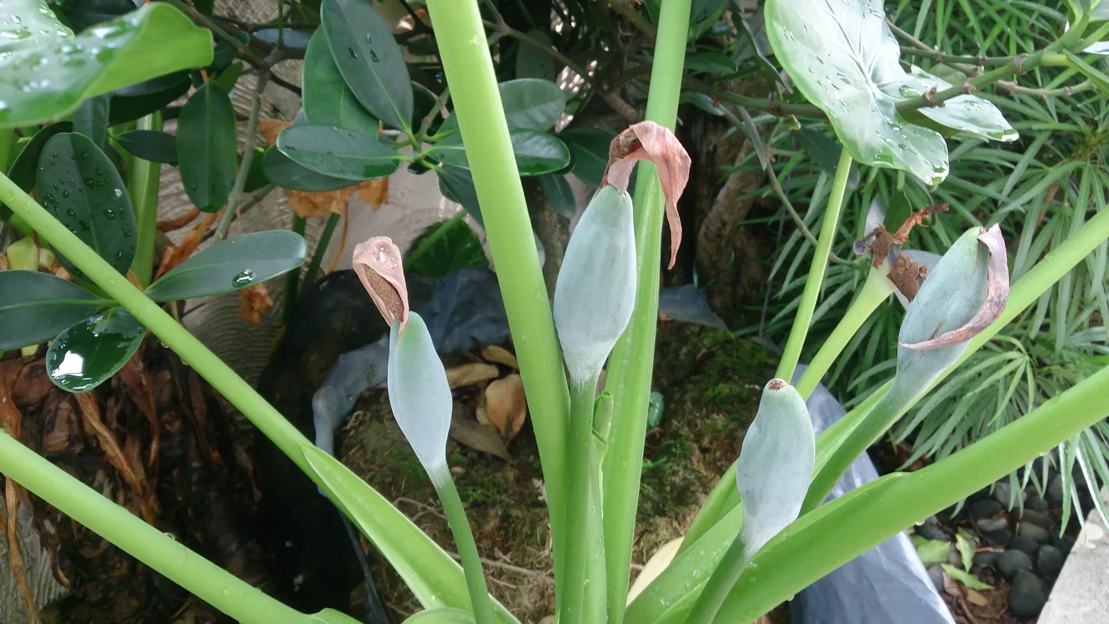 Split Leaf Or Selloum Philodendron (Philodendron Bipinnatifidum) — The leaves display a rich; originating from South America, this plant is not a, image 84