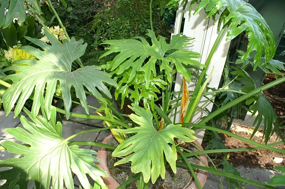 Split Leaf Or Selloum Philodendron (Philodendron Bipinnatifidum) — allowing the soil surface to dry between waterings; glossy leaves that can reach up to 3