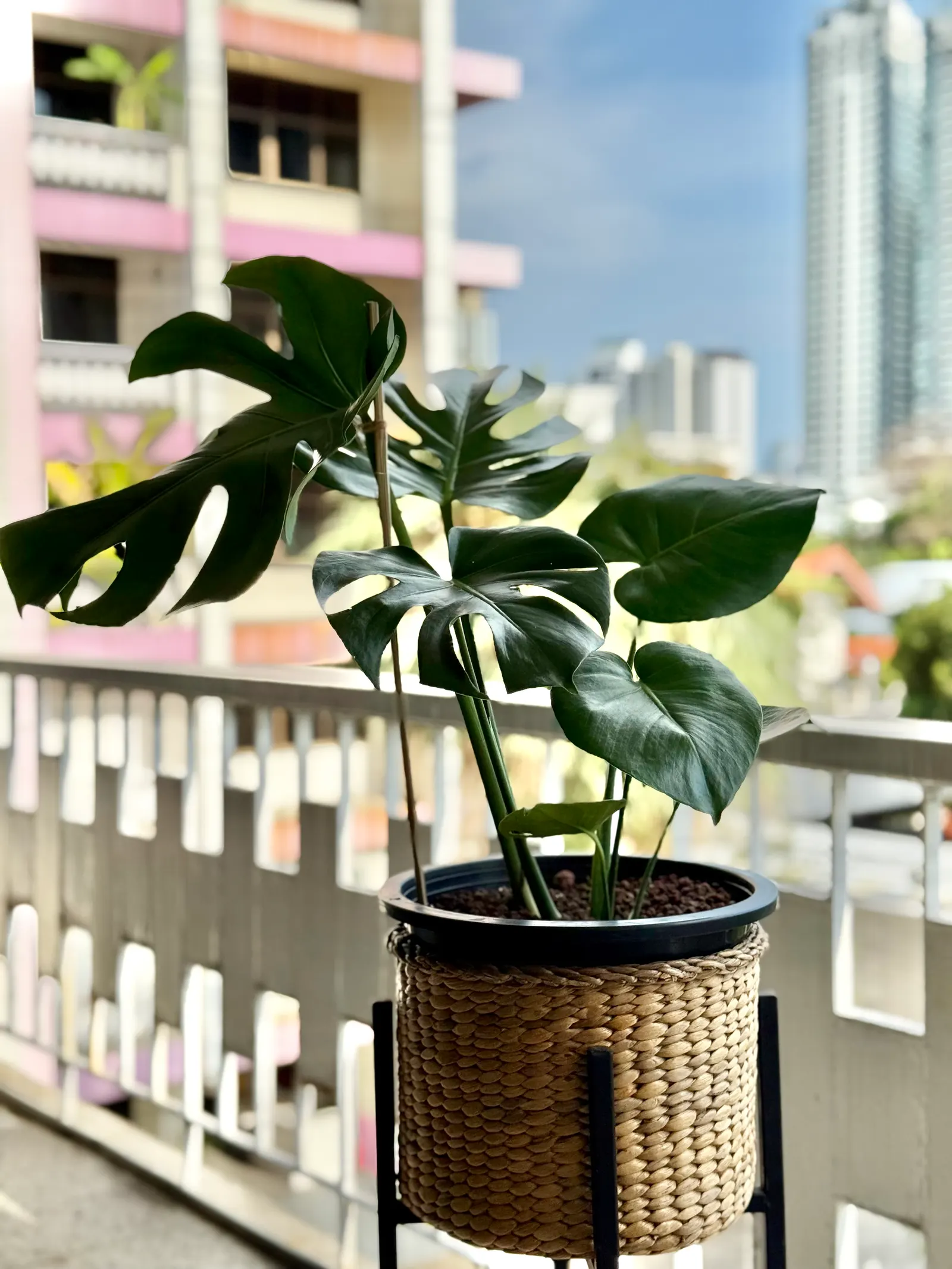 Split Leaf Or Selloum Philodendron (Philodendron Bipinnatifidum) — also known as Split Leaf Philodendron; typically, it spans 5-6 feet in width and, image 49