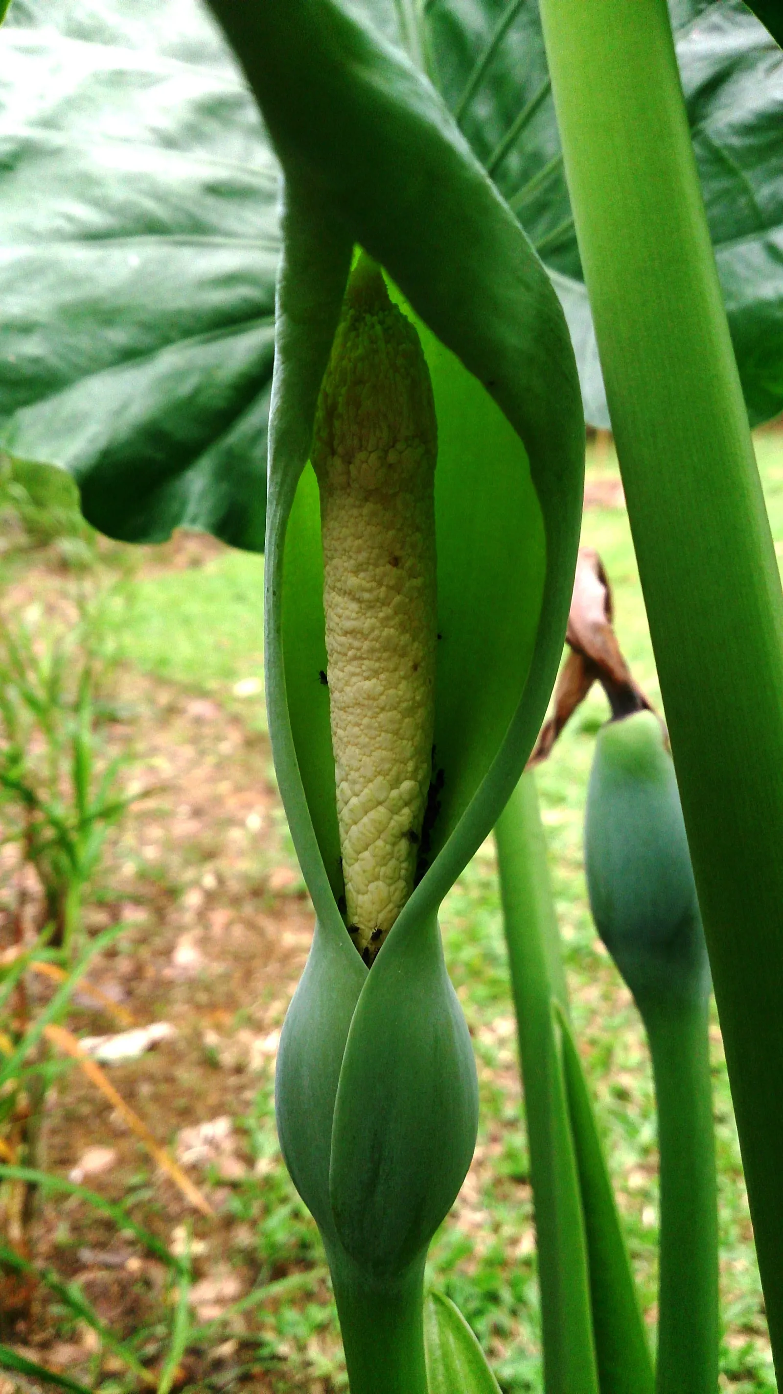 Split Leaf Or Selloum Philodendron (Philodendron Bipinnatifidum) — the Philodendron bipinnatifidum can be a truly spectacular addition to any outdoor space