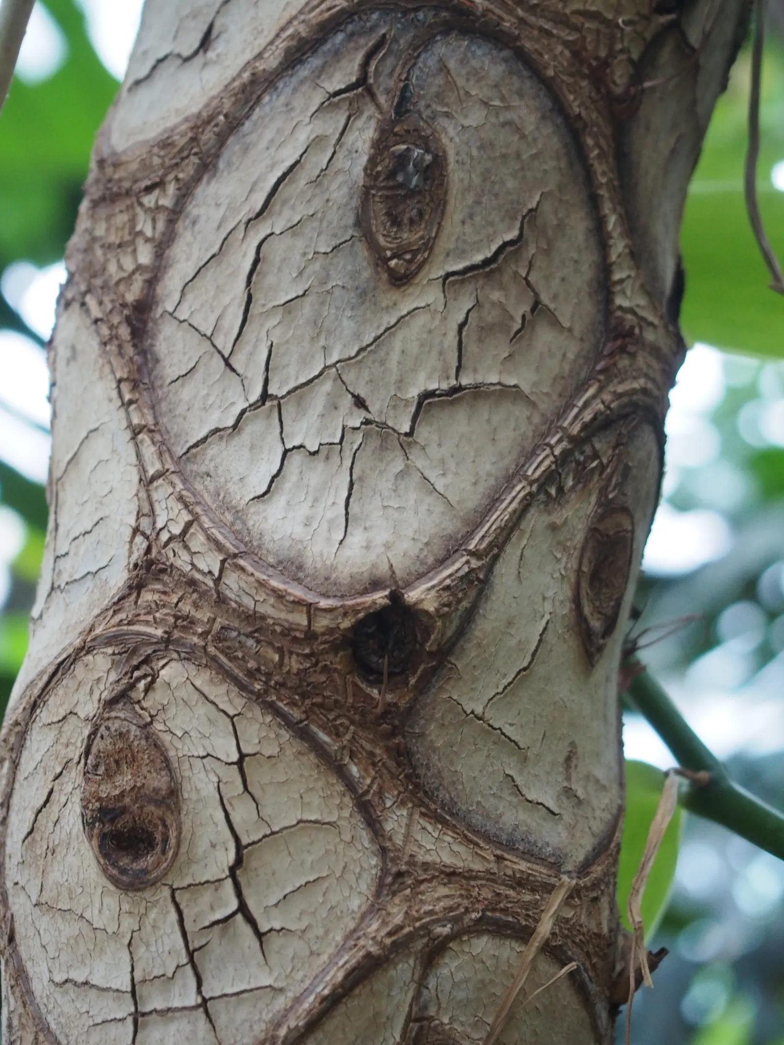 Split Leaf Or Selloum Philodendron (Philodendron Bipinnatifidum) — it prefers indirect light but can tolerate some shade; it pairs well with, image 89