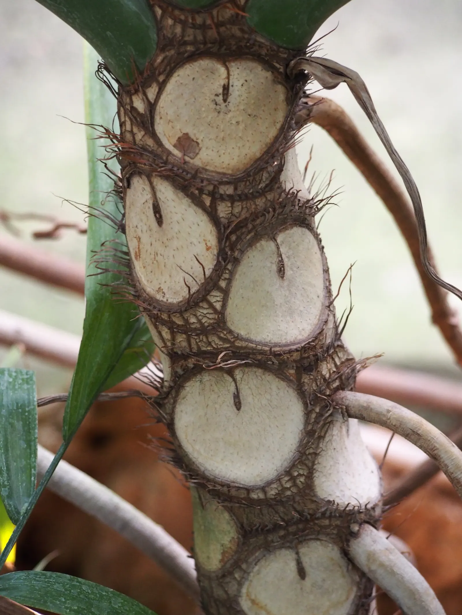 Split Leaf Or Selloum Philodendron (Philodendron Bipinnatifidum) — also known as Split Leaf Philodendron; typically, it spans 5-6 feet in width and, image 73