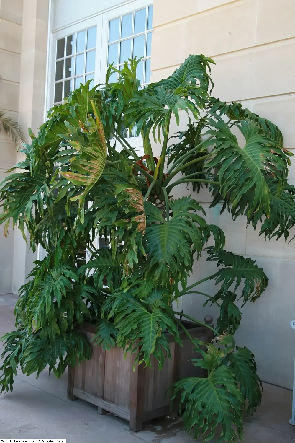 Split Leaf Or Selloum Philodendron (Philodendron Bipinnatifidum) — is a charming and resilient perennial that brings a touch of the tropics to any, image 32