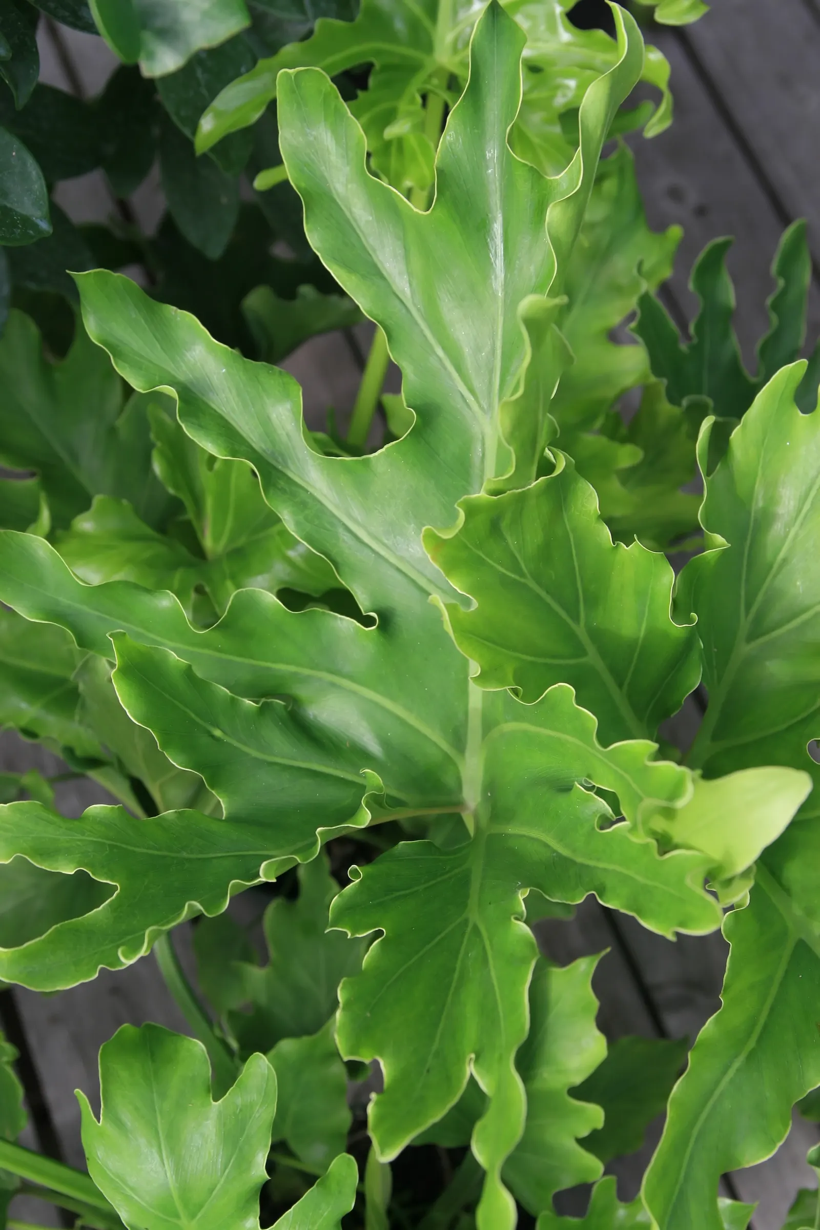 Split Leaf Or Selloum Philodendron (Philodendron Bipinnatifidum) — It pairs well with companion plants that possess contrasting textures or colors