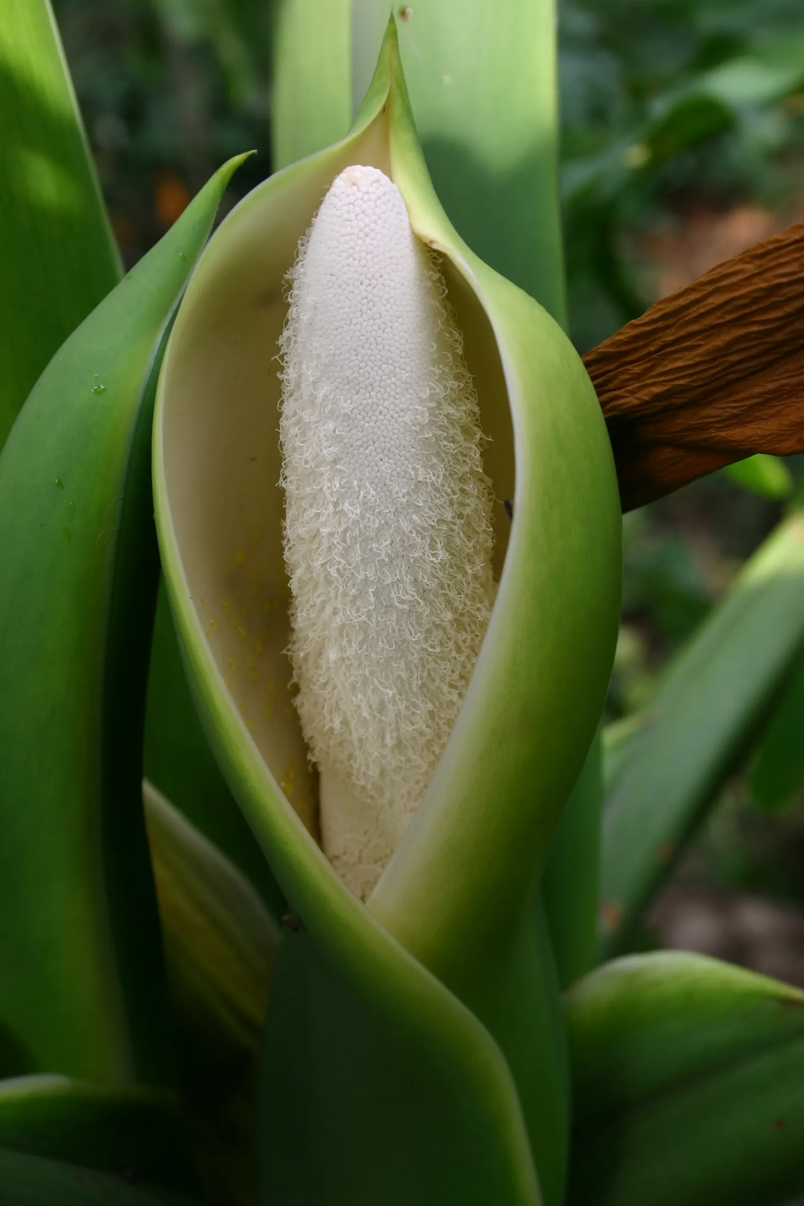 Split Leaf Or Selloum Philodendron (Philodendron Bipinnatifidum) — with its ease of care and dramatic aesthetic; scientifically known as Philodendron