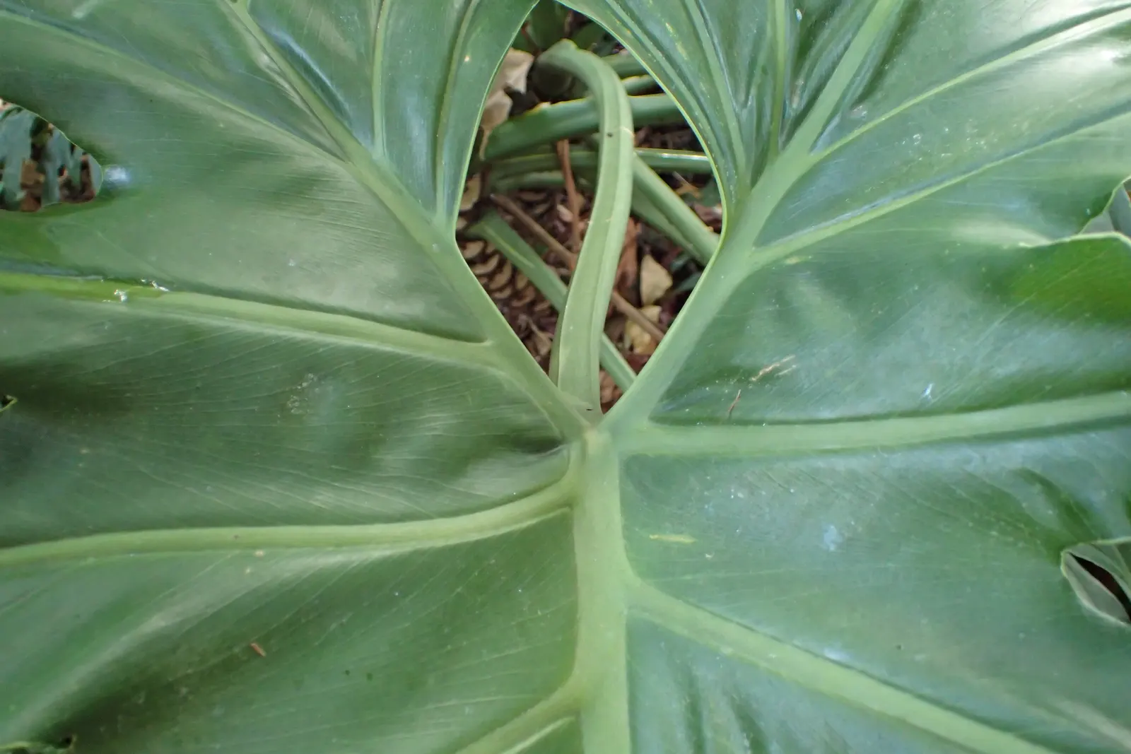 Split Leaf Or Selloum Philodendron (Philodendron Bipinnatifidum) — it prefers indirect light but can tolerate some shade