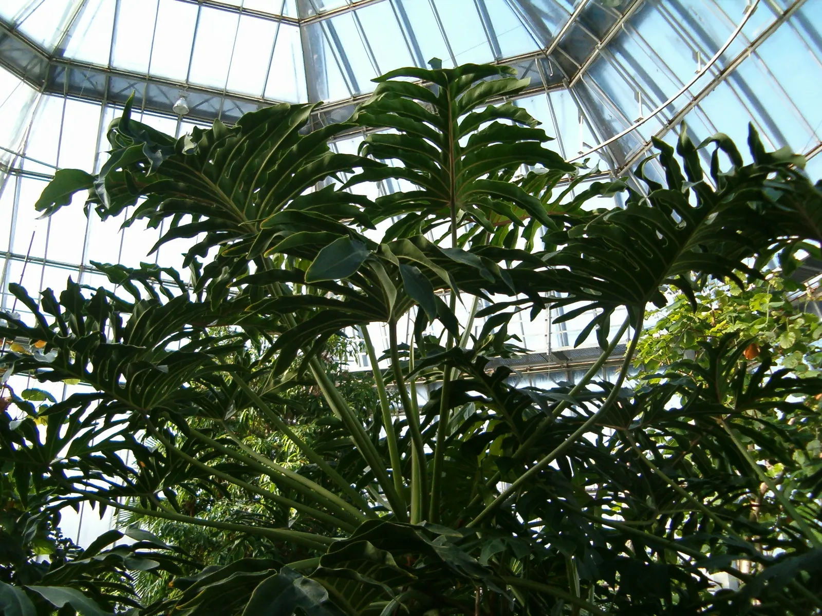 Split Leaf Or Selloum Philodendron (Philodendron Bipinnatifidum) — it requires well-draining soil and moderate watering; it thrives in indirect, image 90
