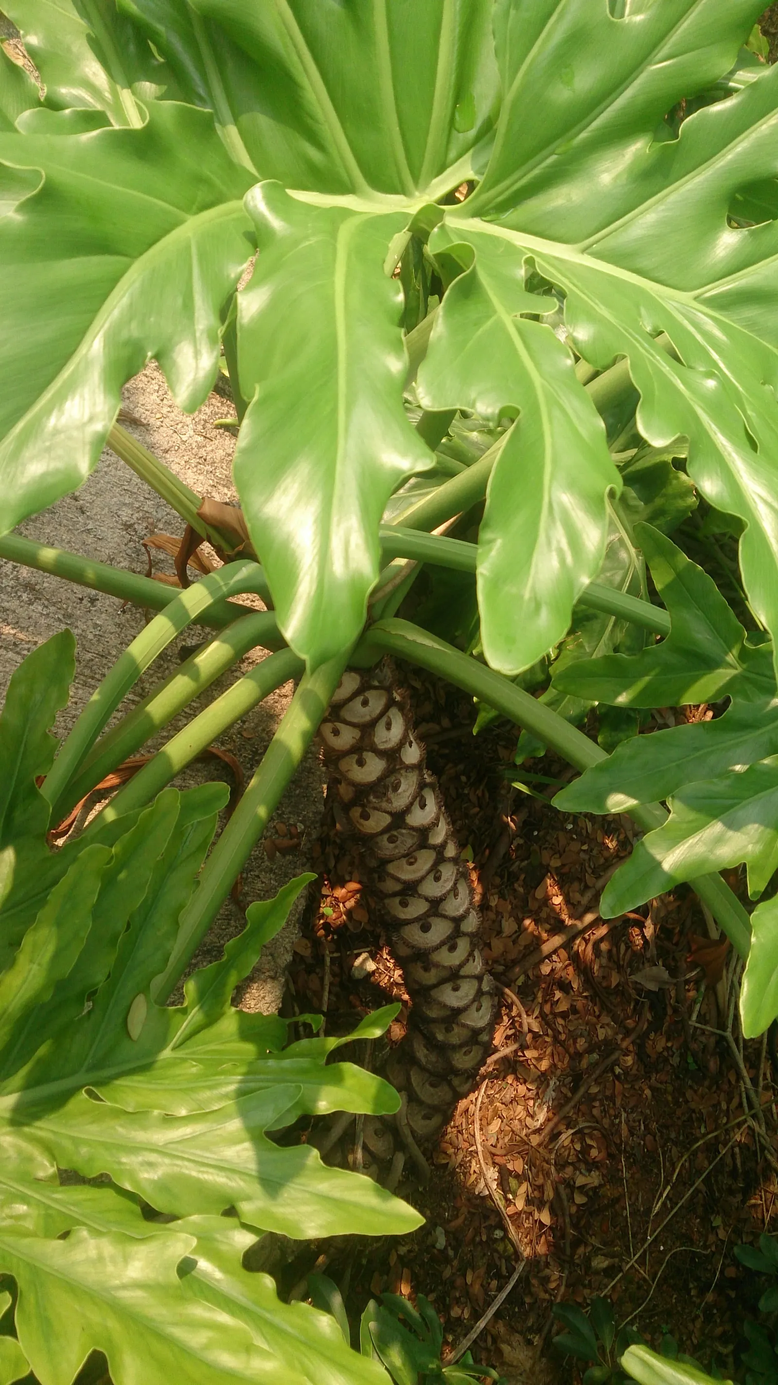 Split Leaf Or Selloum Philodendron (Philodendron Bipinnatifidum) — allowing the soil surface to dry between waterings