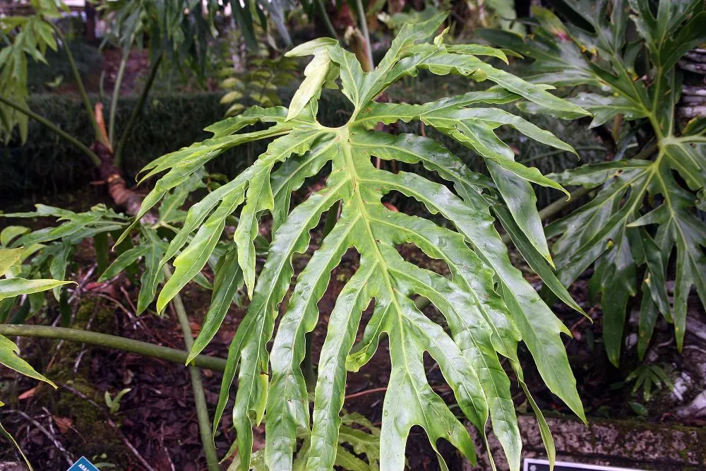 Split Leaf Or Selloum Philodendron (Philodendron Bipinnatifidum) — The Split Leaf Philodendron
