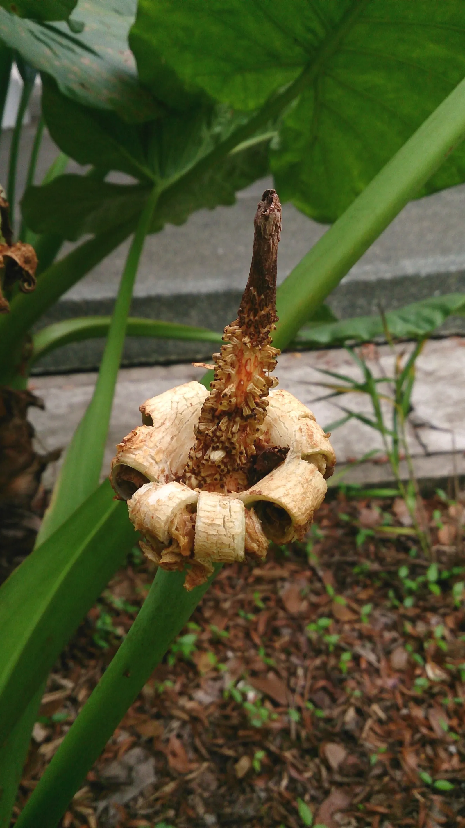 Split Leaf Or Selloum Philodendron (Philodendron Bipinnatifidum) — with its ease of care and dramatic aesthetic; scientifically known as, image 70