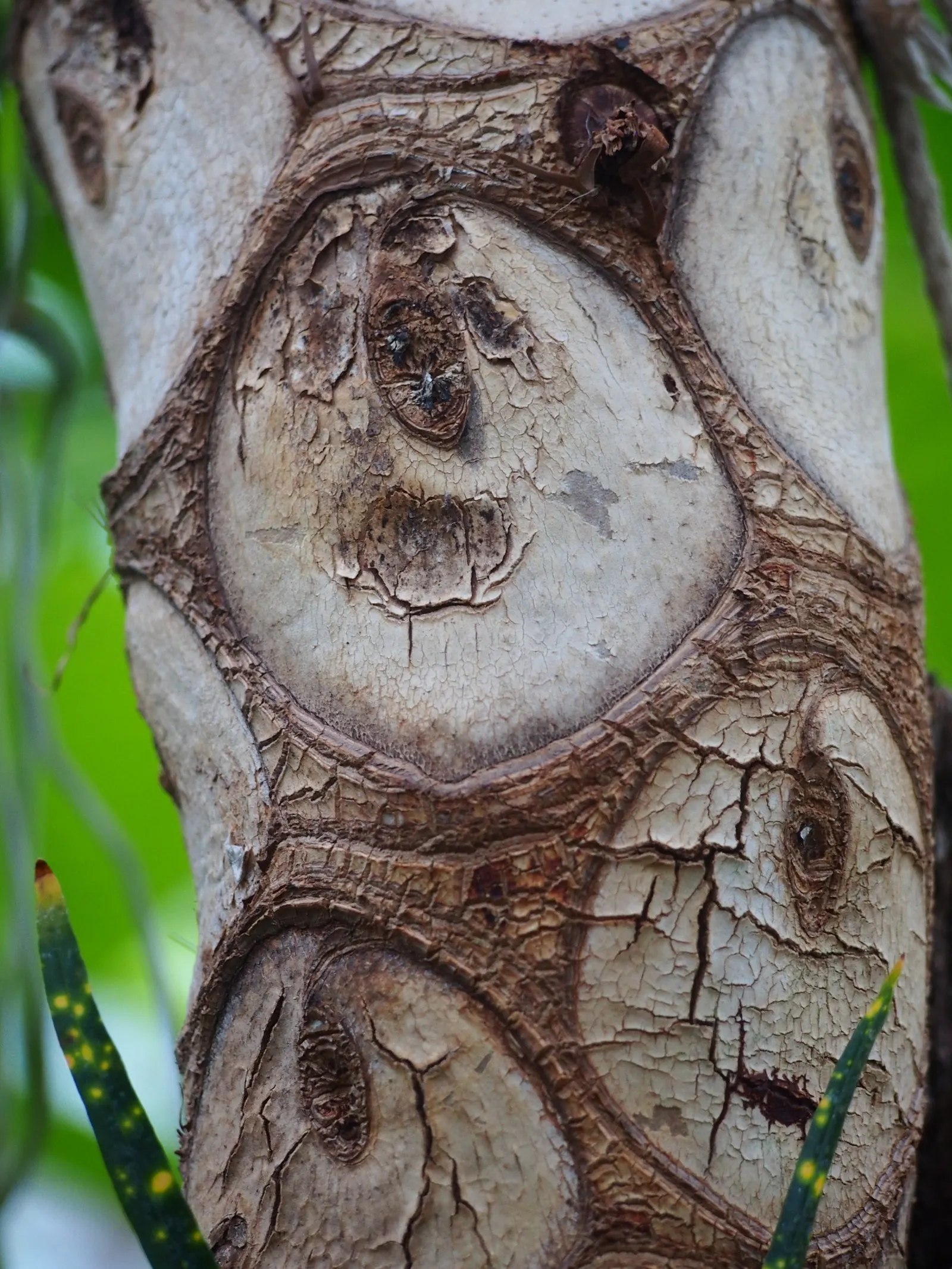 Split Leaf Or Selloum Philodendron (Philodendron Bipinnatifidum) — is a charming and resilient perennial that brings a touch of the tropics to any landscape