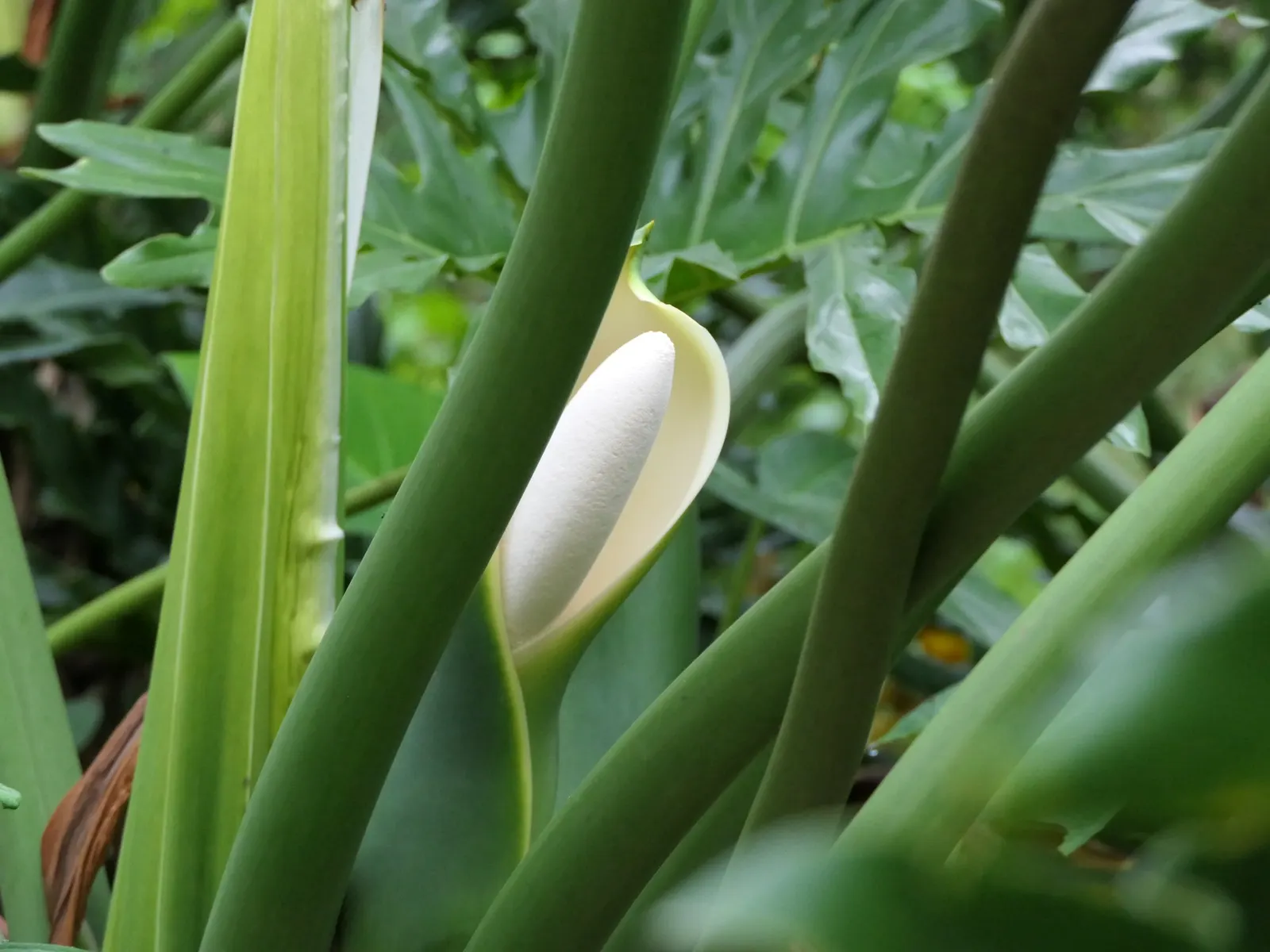 Split Leaf Or Selloum Philodendron (Philodendron Bipinnatifidum) — The Split Leaf Philodendron can grow to significant sizes outdoors; the, image 86