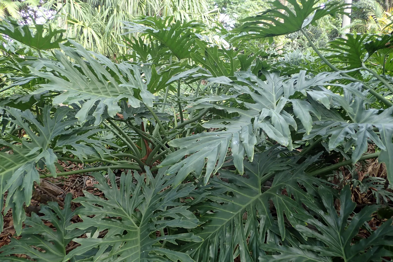 Split Leaf Or Selloum Philodendron (Philodendron Bipinnatifidum) — it requires well-draining soil and moderate watering; it thrives in indirect sunlight and