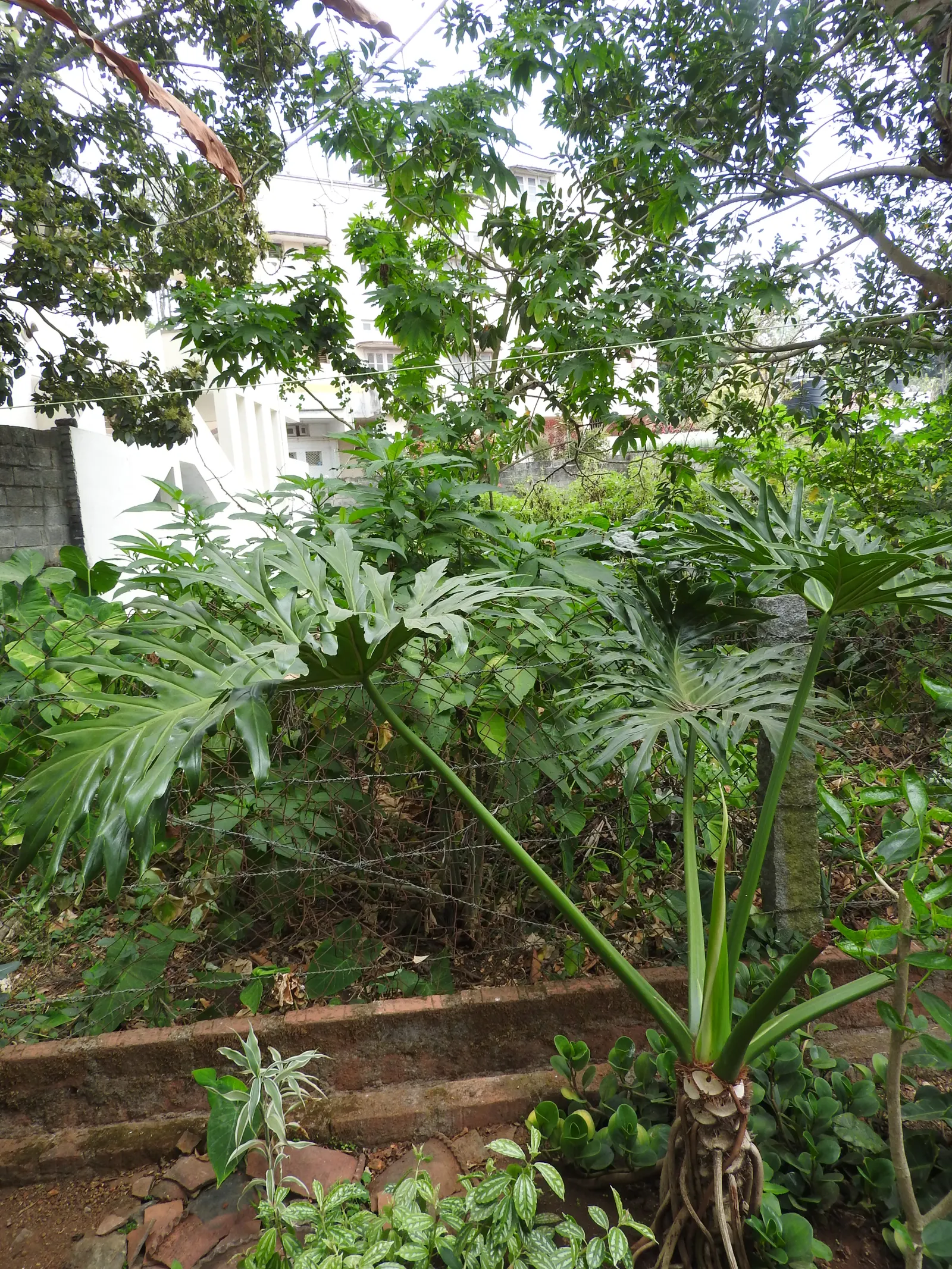 Split Leaf Or Selloum Philodendron (Philodendron Bipinnatifidum) — typically reaching heights of up to 6 to 8 feet with a similar spread