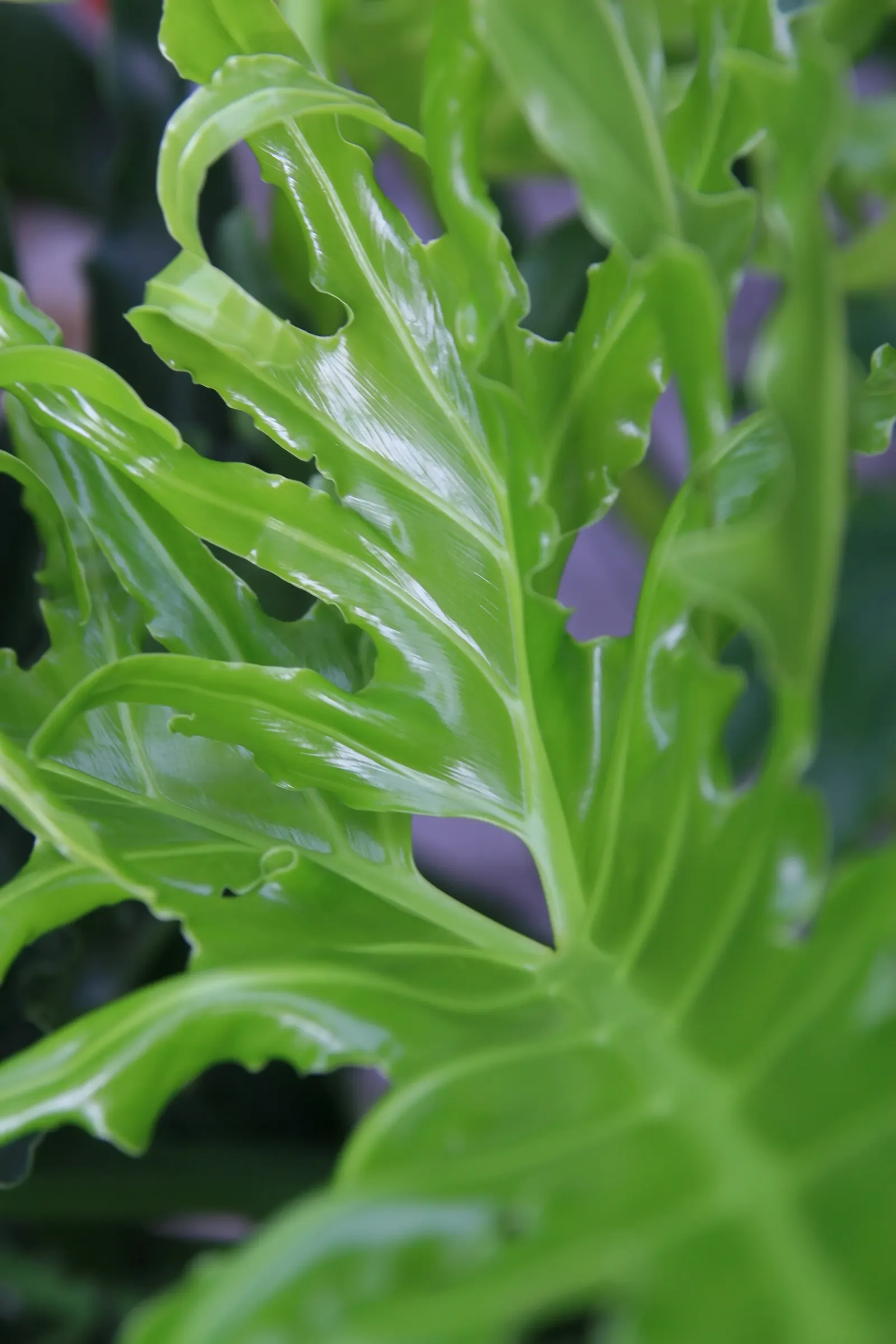 Split Leaf Or Selloum Philodendron (Philodendron Bipinnatifidum) — Ideal for zones 9-11, it can be used as a focal point in shaded areas or as an, image 29