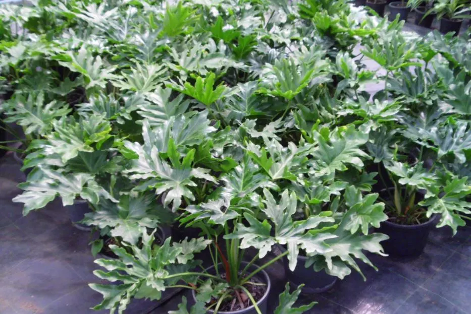 Split Leaf Or Selloum Philodendron (Philodendron Bipinnatifidum) — scientifically known as Philodendron bipinnatifidum; with its ease of care and, image 79