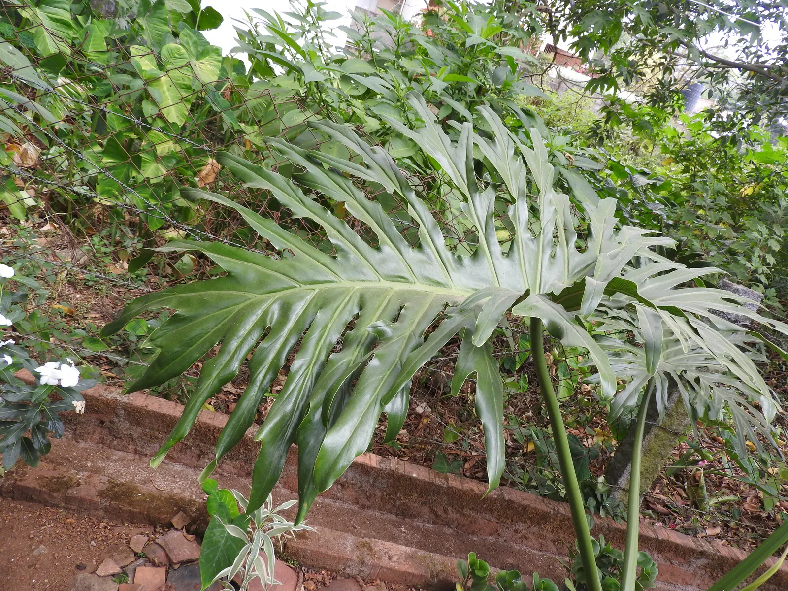 Split Leaf Or Selloum Philodendron (Philodendron Bipinnatifidum) — It thrives in indirect sunlight and prefers well-drained soil; it requires, image 51