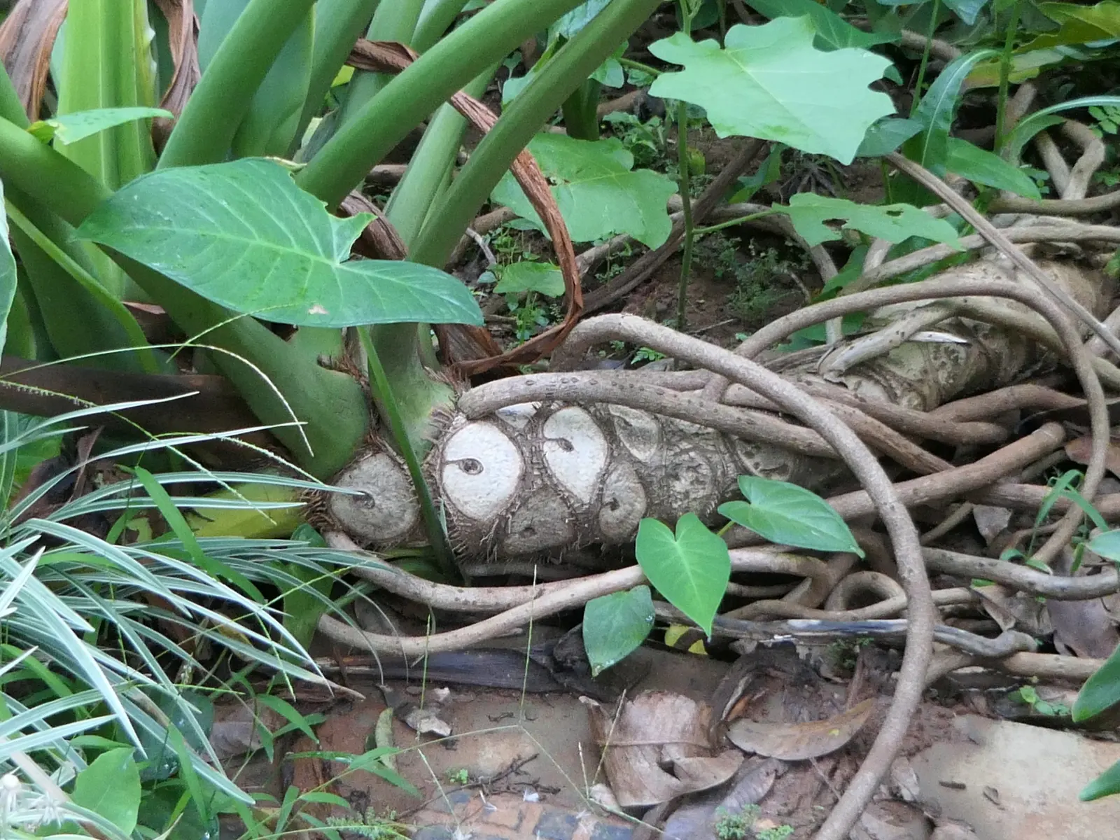 Split Leaf Or Selloum Philodendron (Philodendron Bipinnatifidum) — careful consideration is needed if pets or children frequent the garden; shrub, image 69