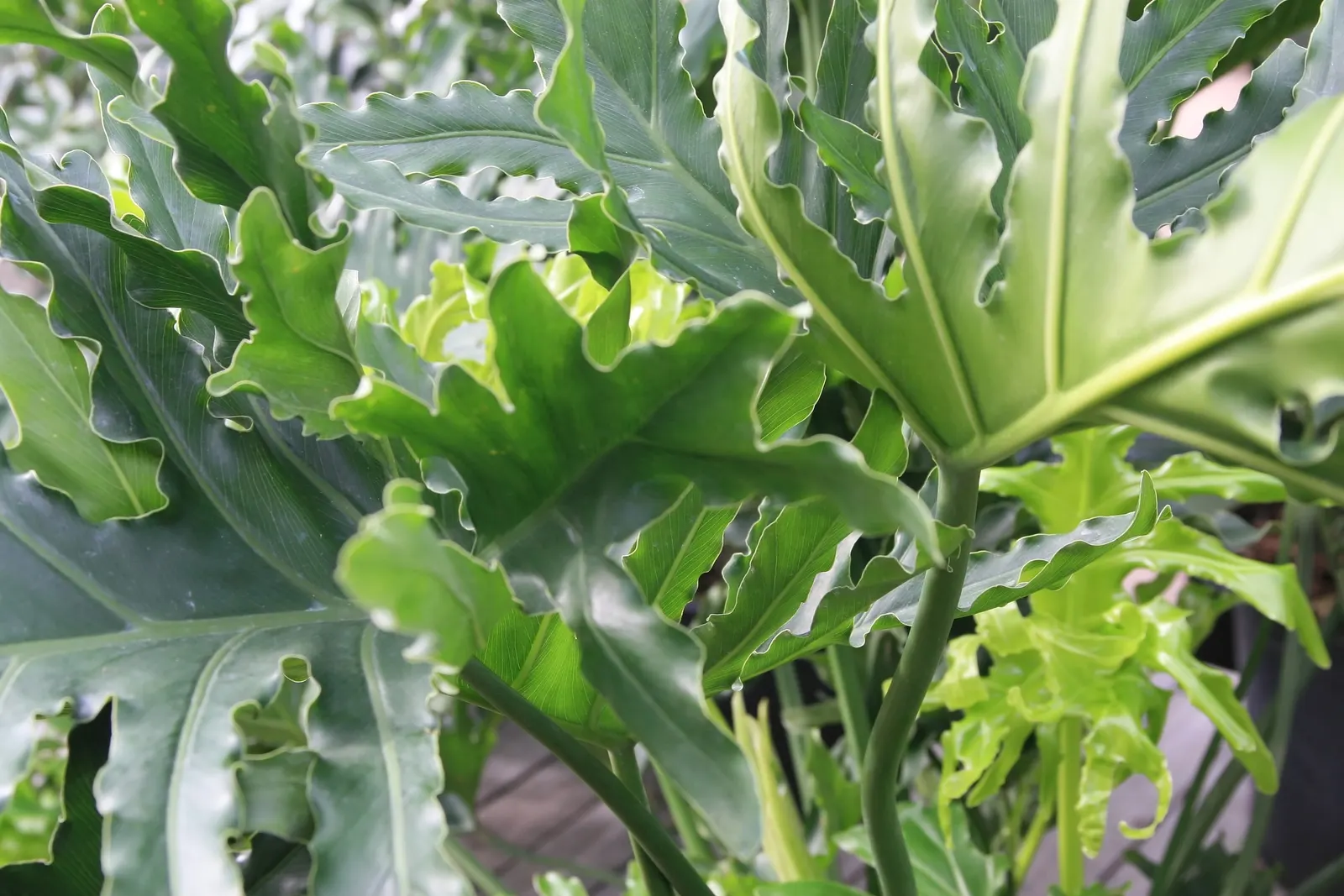 Split Leaf Or Selloum Philodendron (Philodendron Bipinnatifidum) — typically reaching heights of up to 6 to 8 feet with a similar spread; the Split Leaf