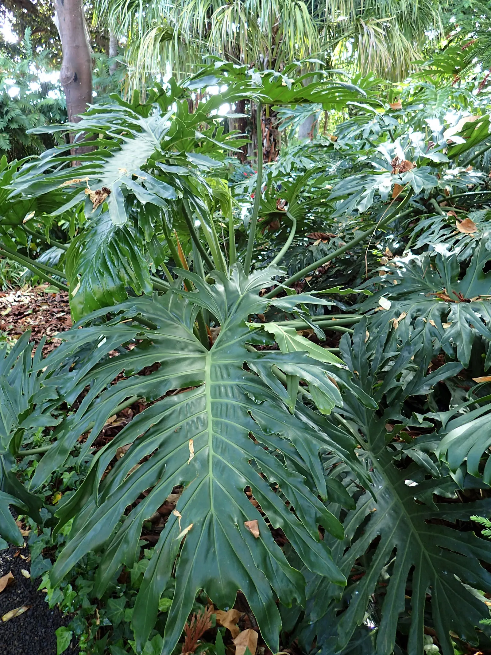 Split Leaf Or Selloum Philodendron (Philodendron Bipinnatifidum) — The leaves display a rich; originating from South America, this plant is not a, image 60