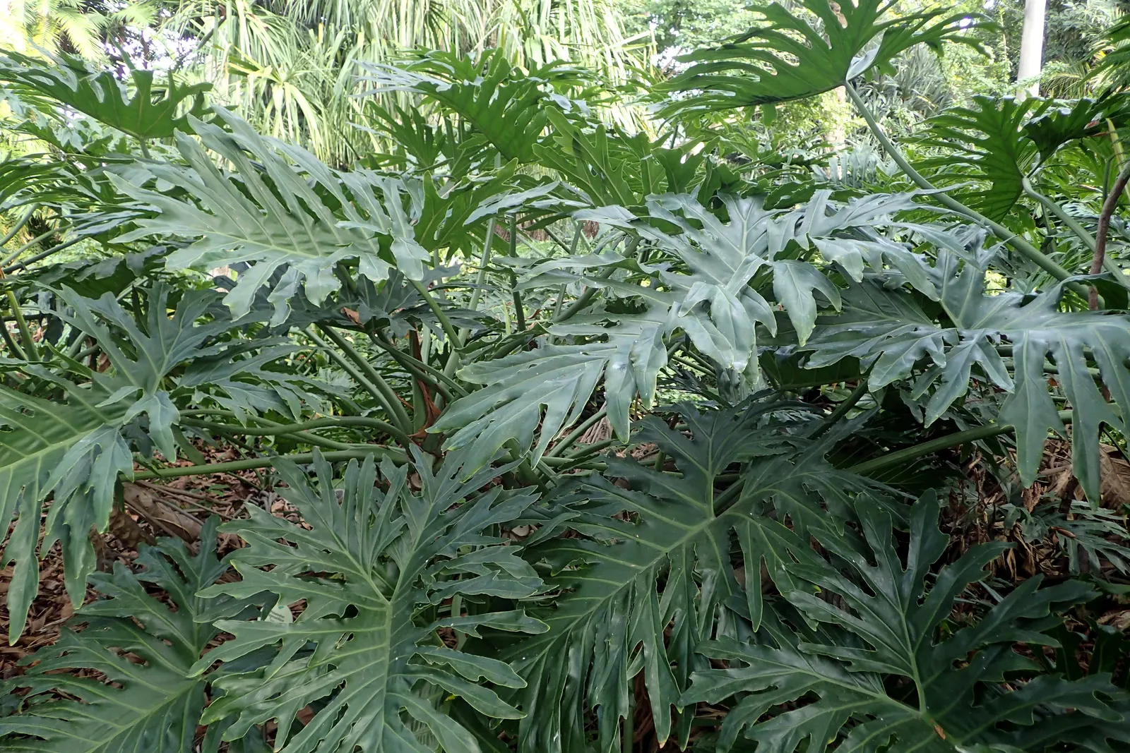 Split Leaf Or Selloum Philodendron (Philodendron Bipinnatifidum) — offering a commanding presence.<br><br>Thriving in USDA Hardiness Zones 9b to, image 88