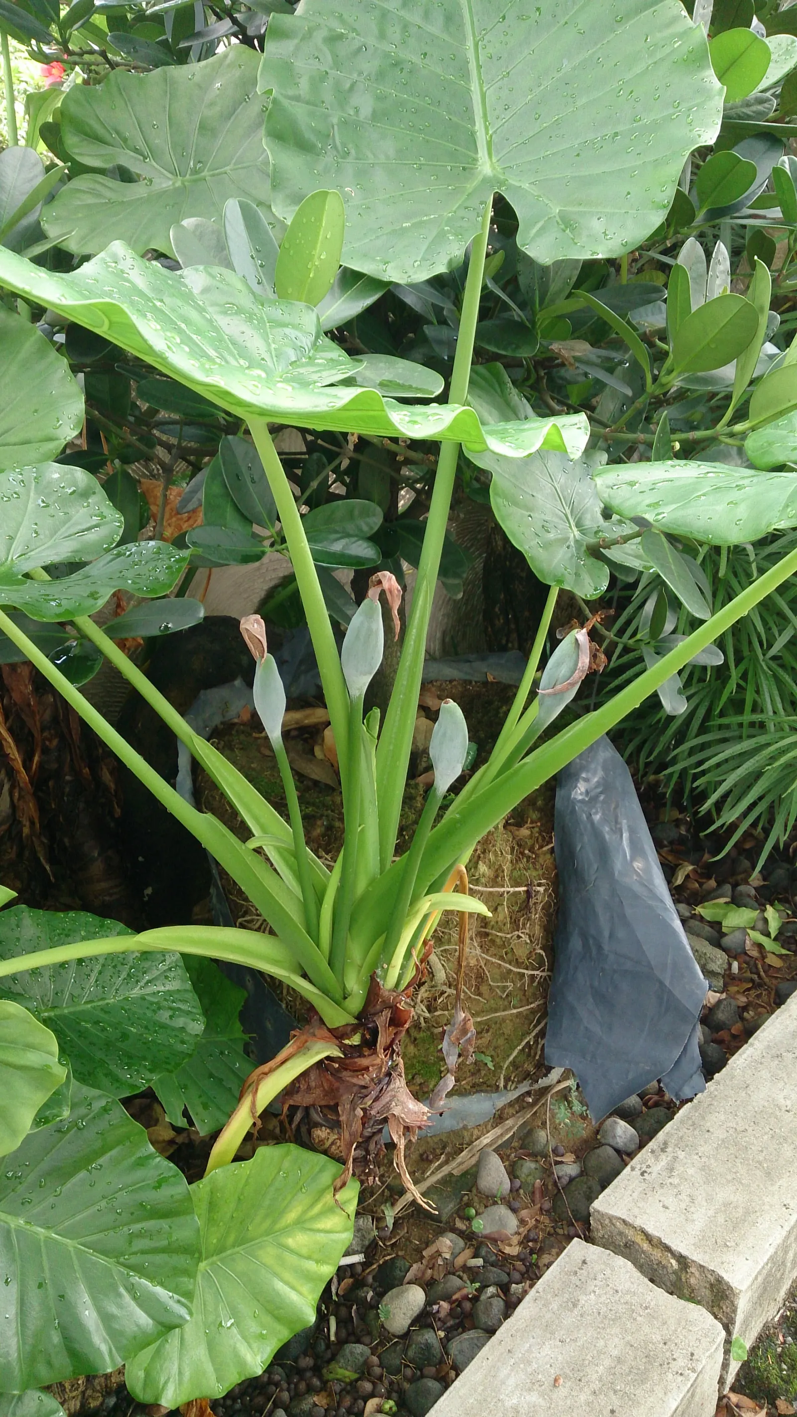Split Leaf Or Selloum Philodendron (Philodendron Bipinnatifidum) — also known as Split Leaf Philodendron