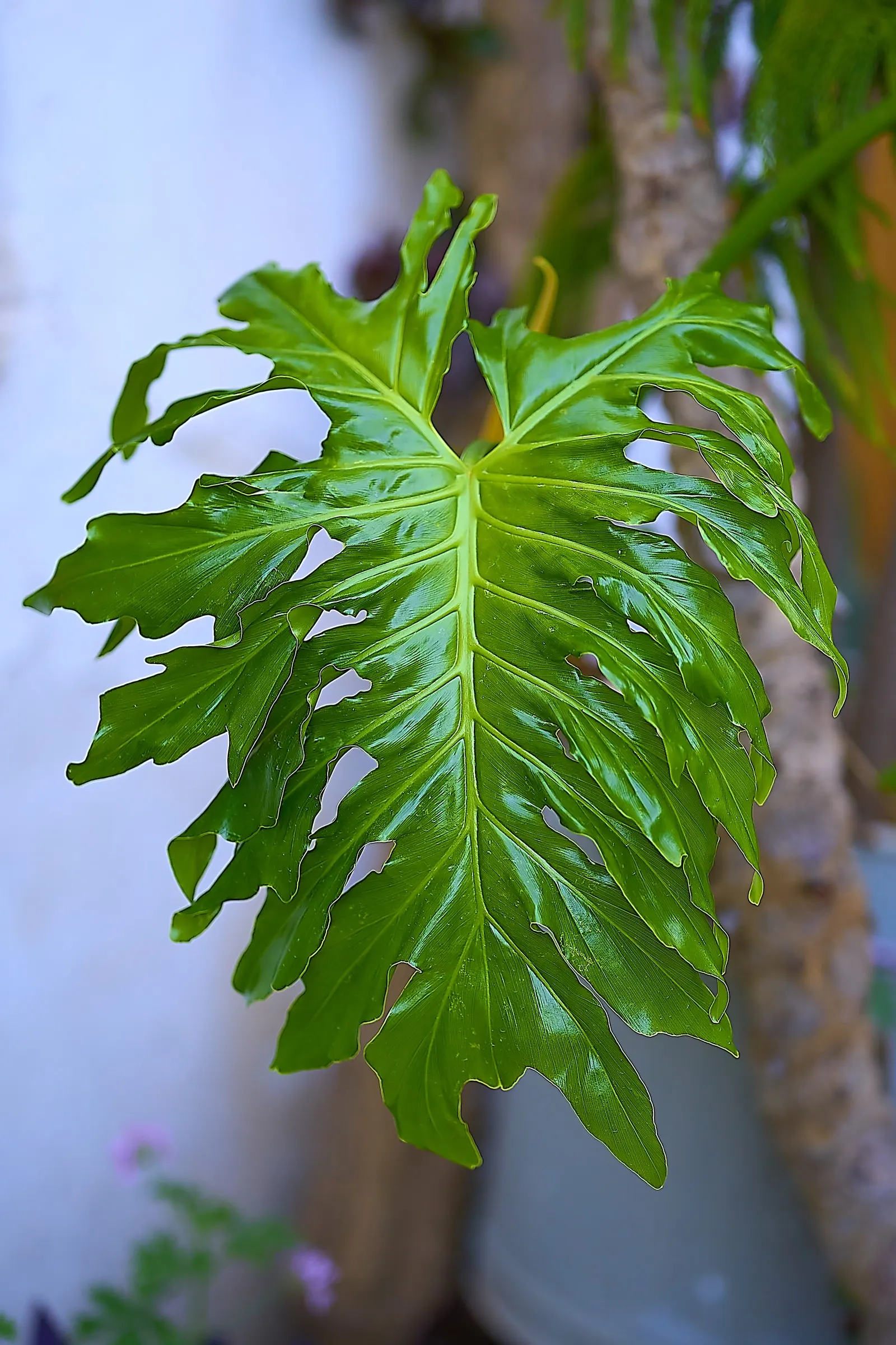 Split Leaf Or Selloum Philodendron (Philodendron Bipinnatifidum) — The leaves display a rich; originating from South America, this plant is not a true