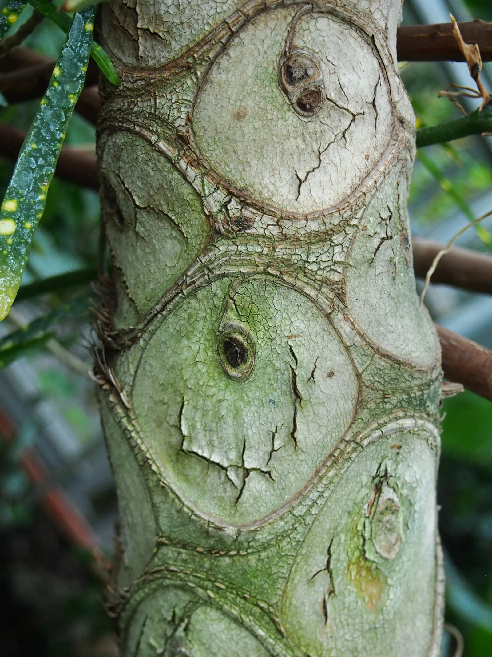 Split Leaf Or Selloum Philodendron (Philodendron Bipinnatifidum) — The Split Leaf Philodendron; typically reaching heights of up to 6 to 8 feet, image 78