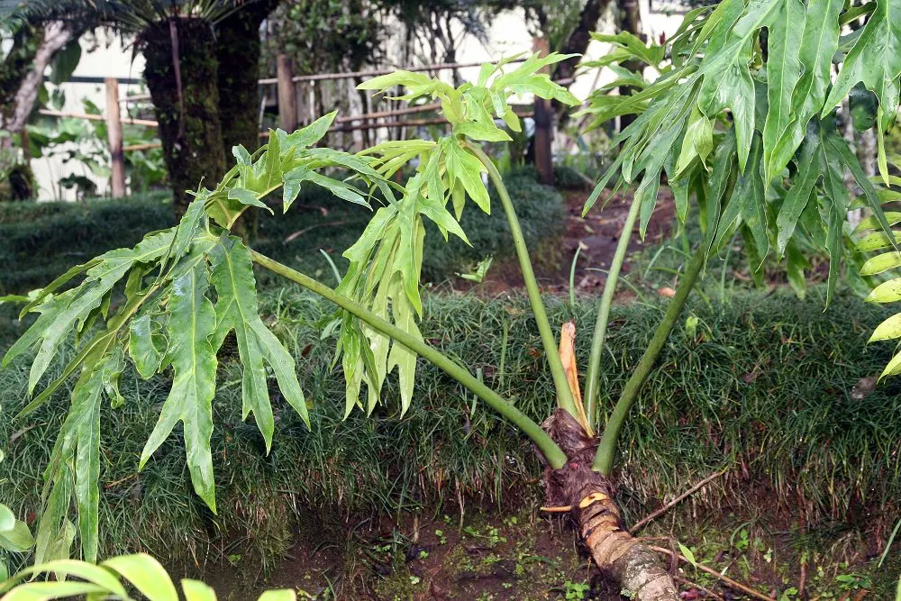Split Leaf Or Selloum Philodendron (Philodendron Bipinnatifidum) — offering a commanding presence.<br><br>Thriving in USDA Hardiness Zones 9b to 11; emerald