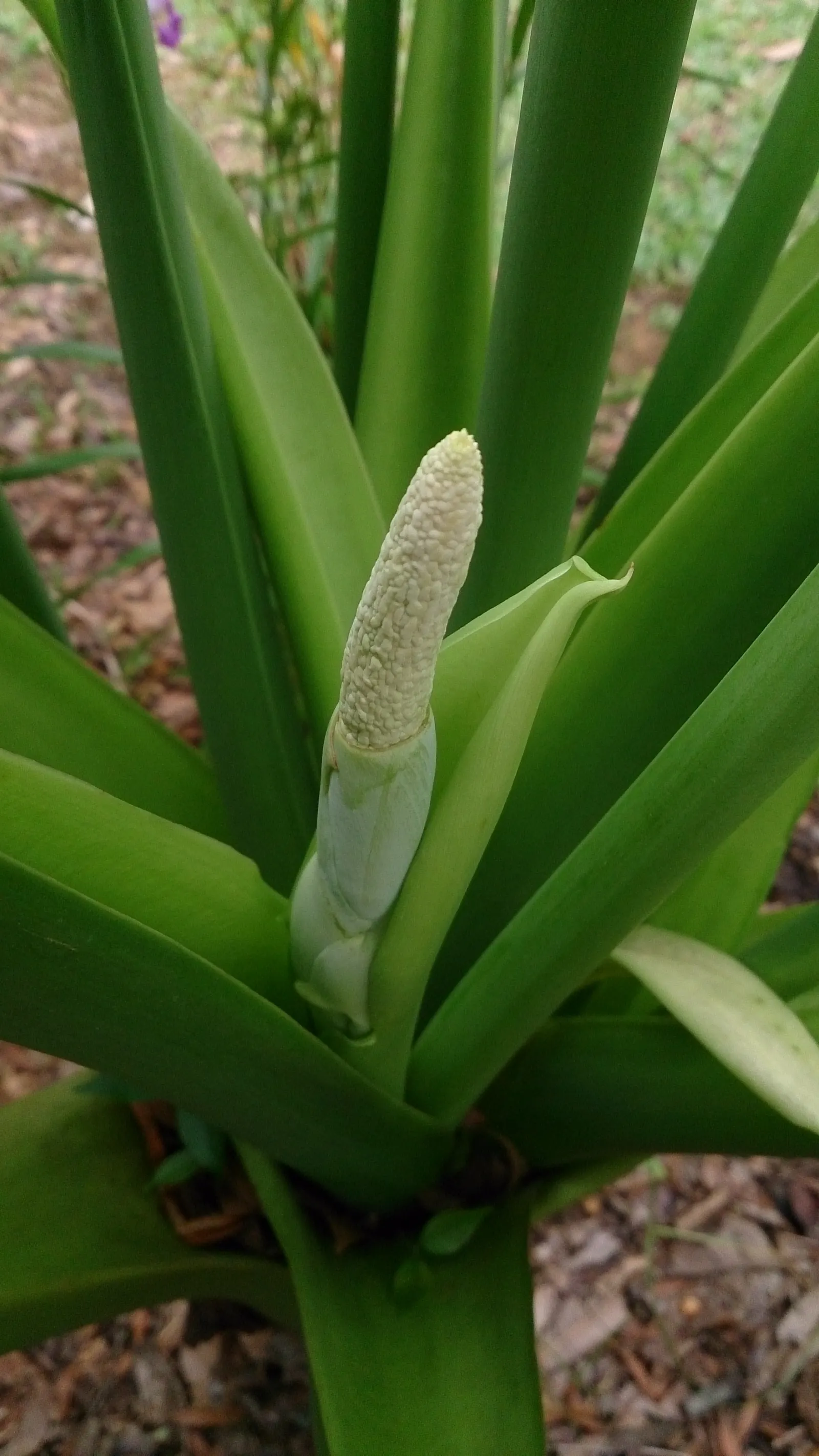 Split Leaf Or Selloum Philodendron (Philodendron Bipinnatifidum) — allowing the soil surface to dry between waterings; glossy leaves that can reach, image 67