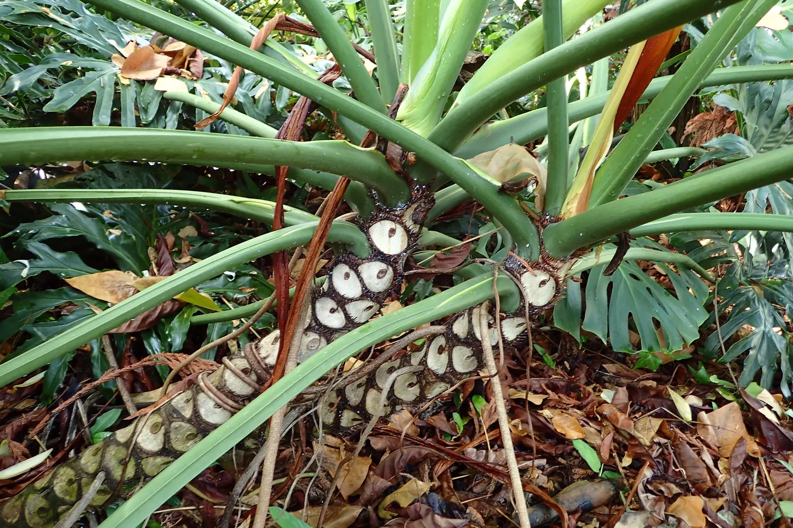 Split Leaf Or Selloum Philodendron (Philodendron Bipinnatifidum) — shrub for full or half or shade; careful consideration is needed if pets or children