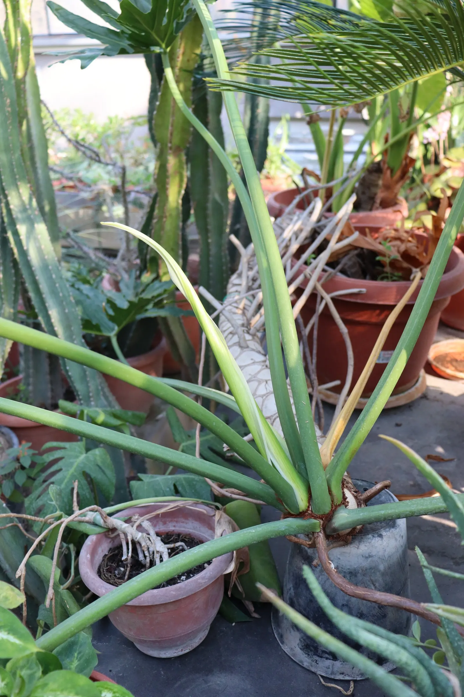 Split Leaf Or Selloum Philodendron (Philodendron Bipinnatifidum) — offering a commanding presence.<br><br>Thriving in USDA Hardiness Zones 9b to 11