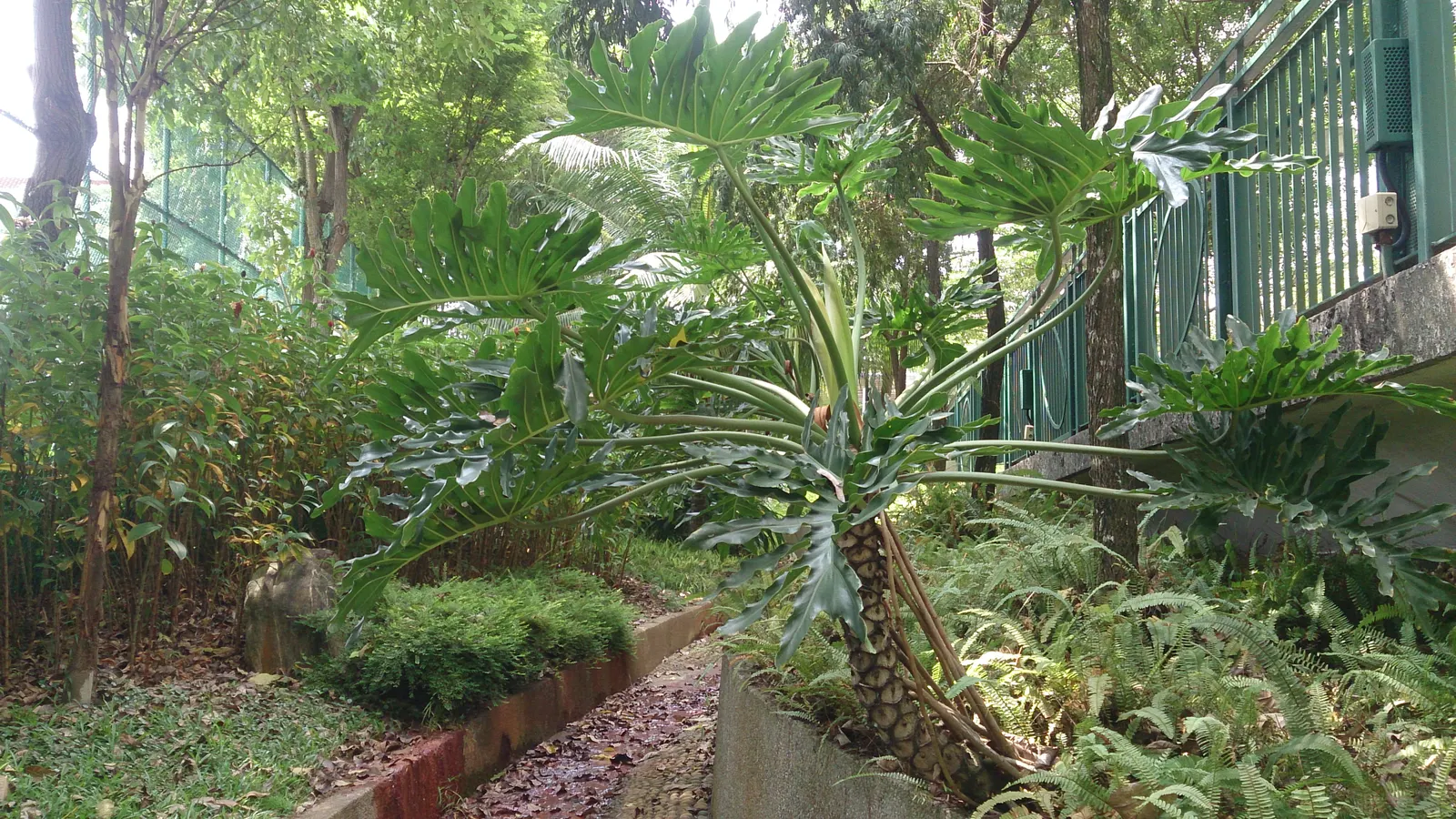 Split Leaf Or Selloum Philodendron (Philodendron Bipinnatifidum) — with deep lobes and a glossy surface; dark green leaves with deep lobes that can reach 3