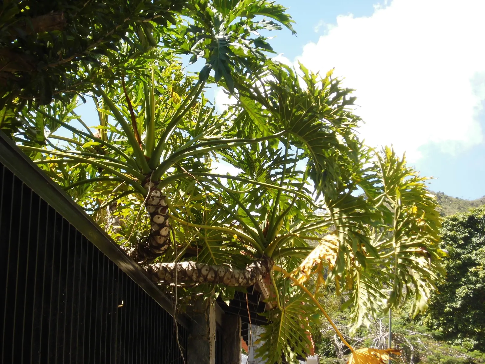 Split Leaf Or Selloum Philodendron (Philodendron Bipinnatifidum) — is a charming and resilient perennial that brings a touch of the tropics to any, image 80