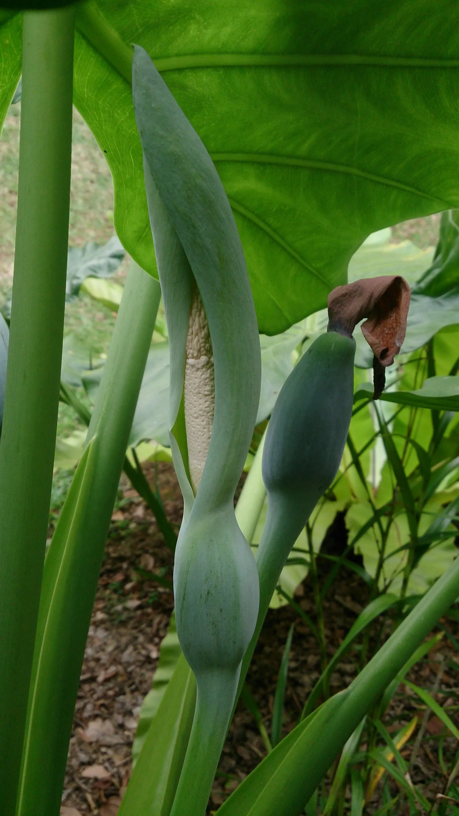 Split Leaf Or Selloum Philodendron (Philodendron Bipinnatifidum) — Originating from South America, this plant is not a true philodendron but shares, image 33