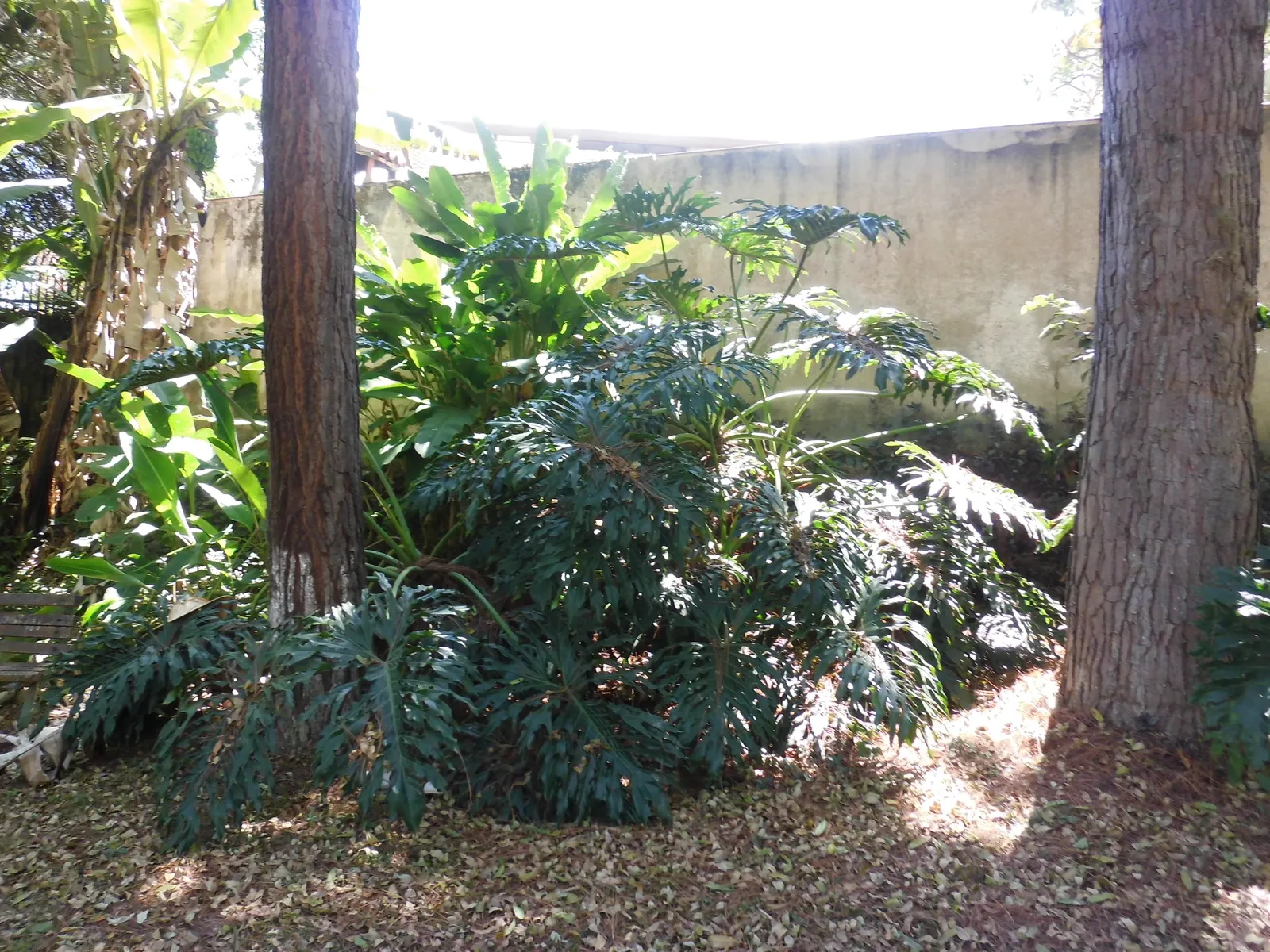 Split Leaf Or Selloum Philodendron (Philodendron Bipinnatifidum) — The Split Leaf Philodendron can grow to significant sizes outdoors; the, image 62