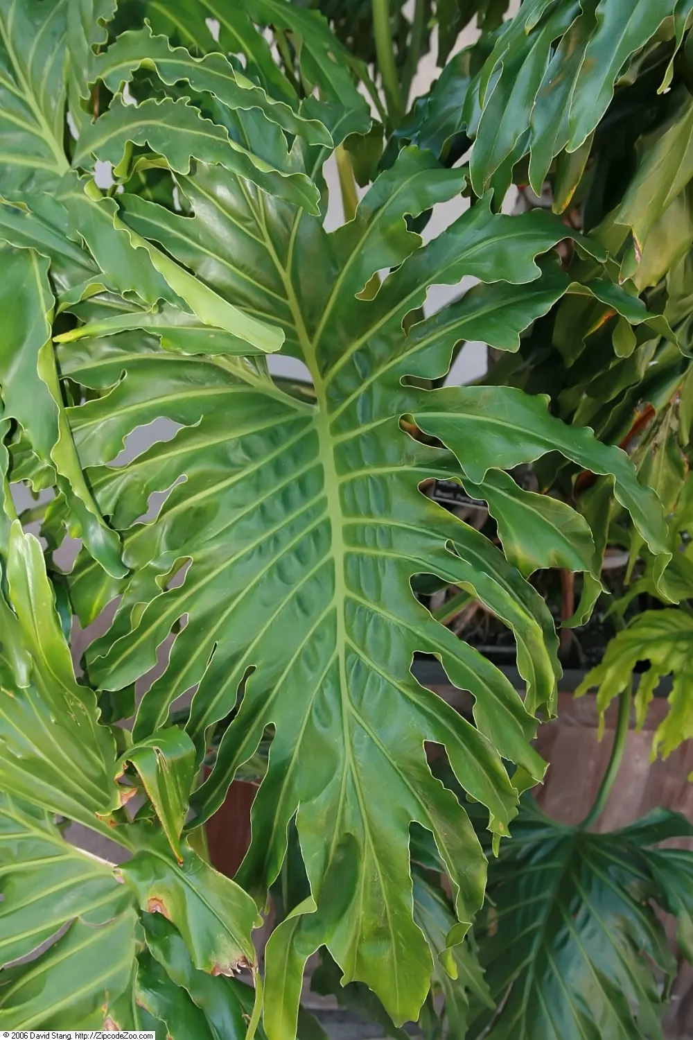 Split Leaf Or Selloum Philodendron (Philodendron Bipinnatifidum) — is a charming and resilient perennial that brings a touch of the tropics to any, image 56