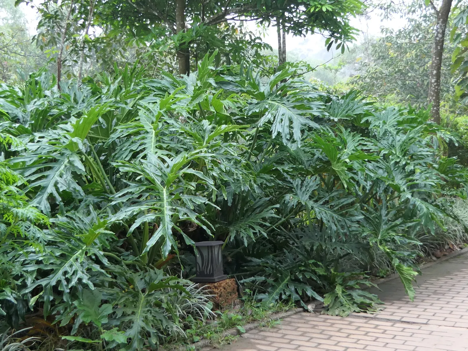 Split Leaf Or Selloum Philodendron (Philodendron Bipinnatifidum) — It thrives in indirect sunlight and prefers well-drained soil; it requires, image 75