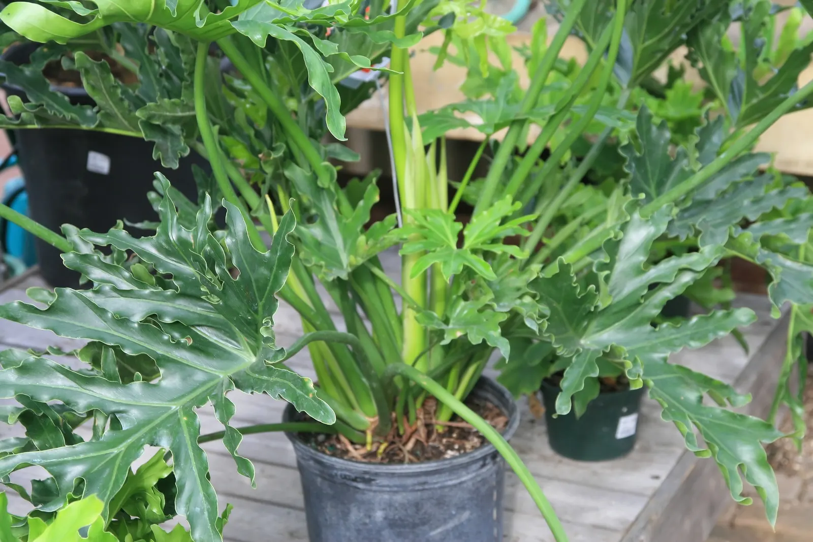 Split Leaf Or Selloum Philodendron (Philodendron Bipinnatifidum) — The Split Leaf Philodendron; typically reaching heights of up to 6 to 8 feet with a similar