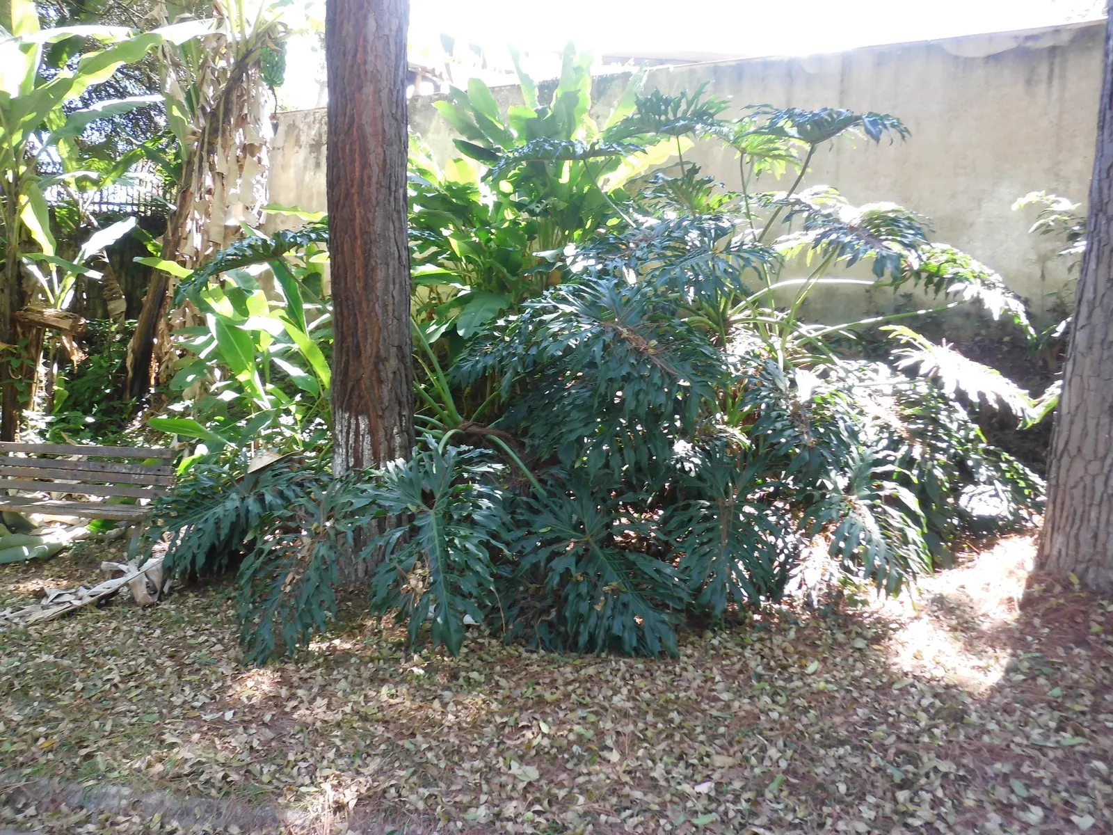 Split Leaf Or Selloum Philodendron (Philodendron Bipinnatifidum) — glossy leaves that can reach up to 3 feet in length and width; allowing the soil, image 58