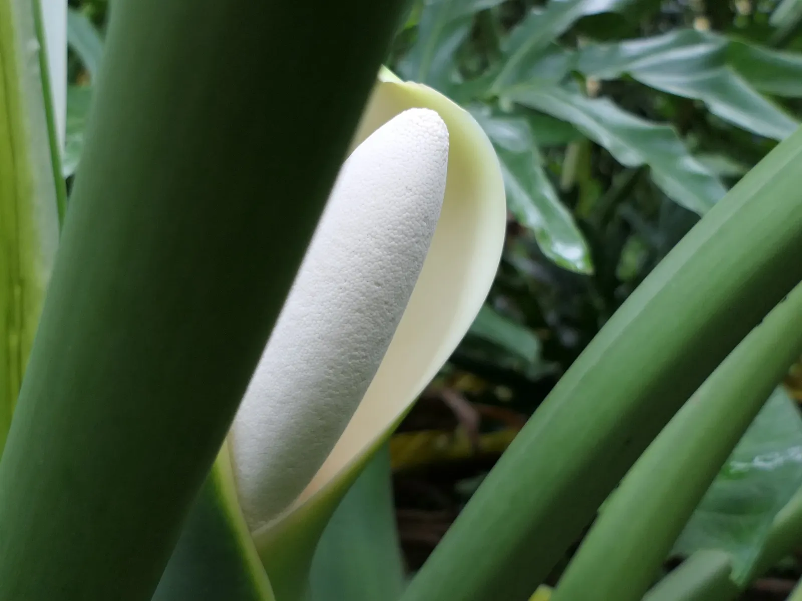 Split Leaf Or Selloum Philodendron (Philodendron Bipinnatifidum) — The leaves display a rich