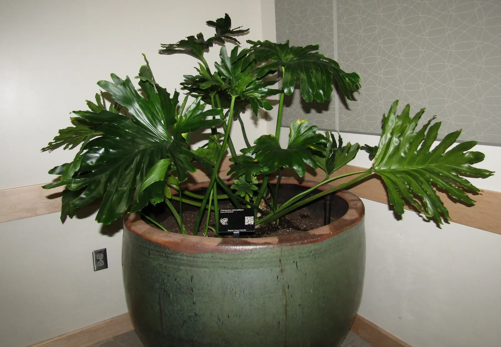 Split Leaf Or Selloum Philodendron (Philodendron Bipinnatifidum) — glossy leaves that can reach up to 3 feet in length and width